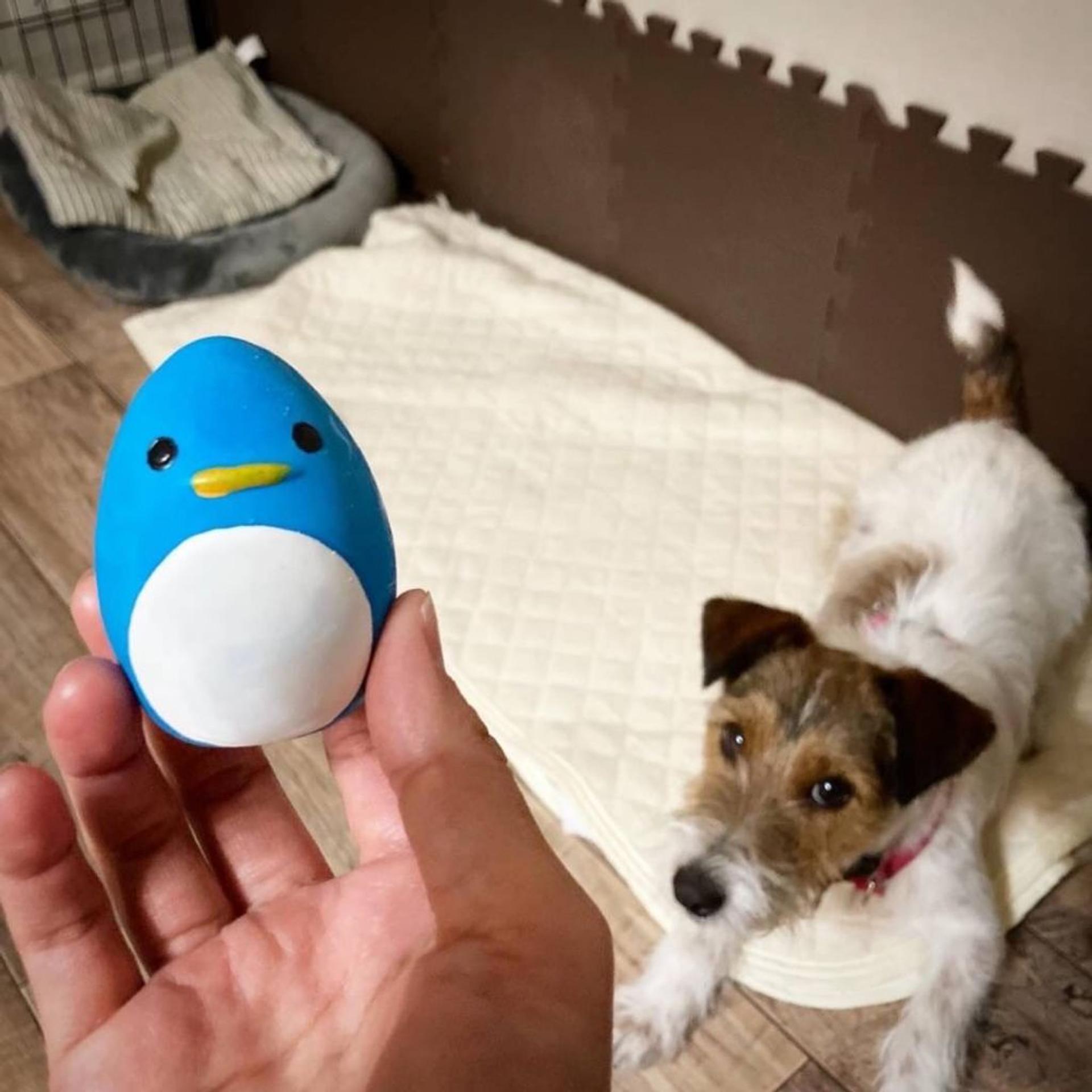 pet-image-7