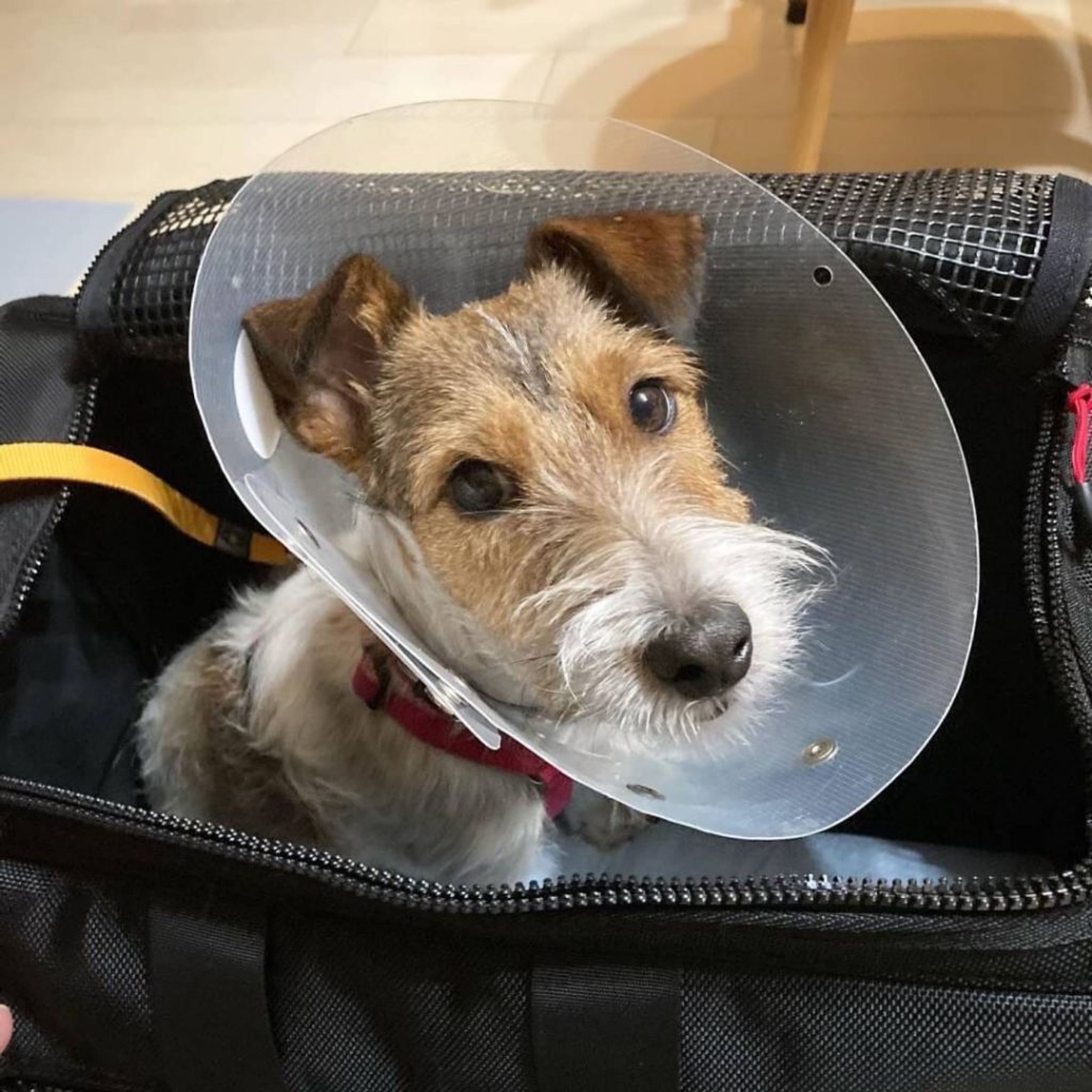 pet-image-8