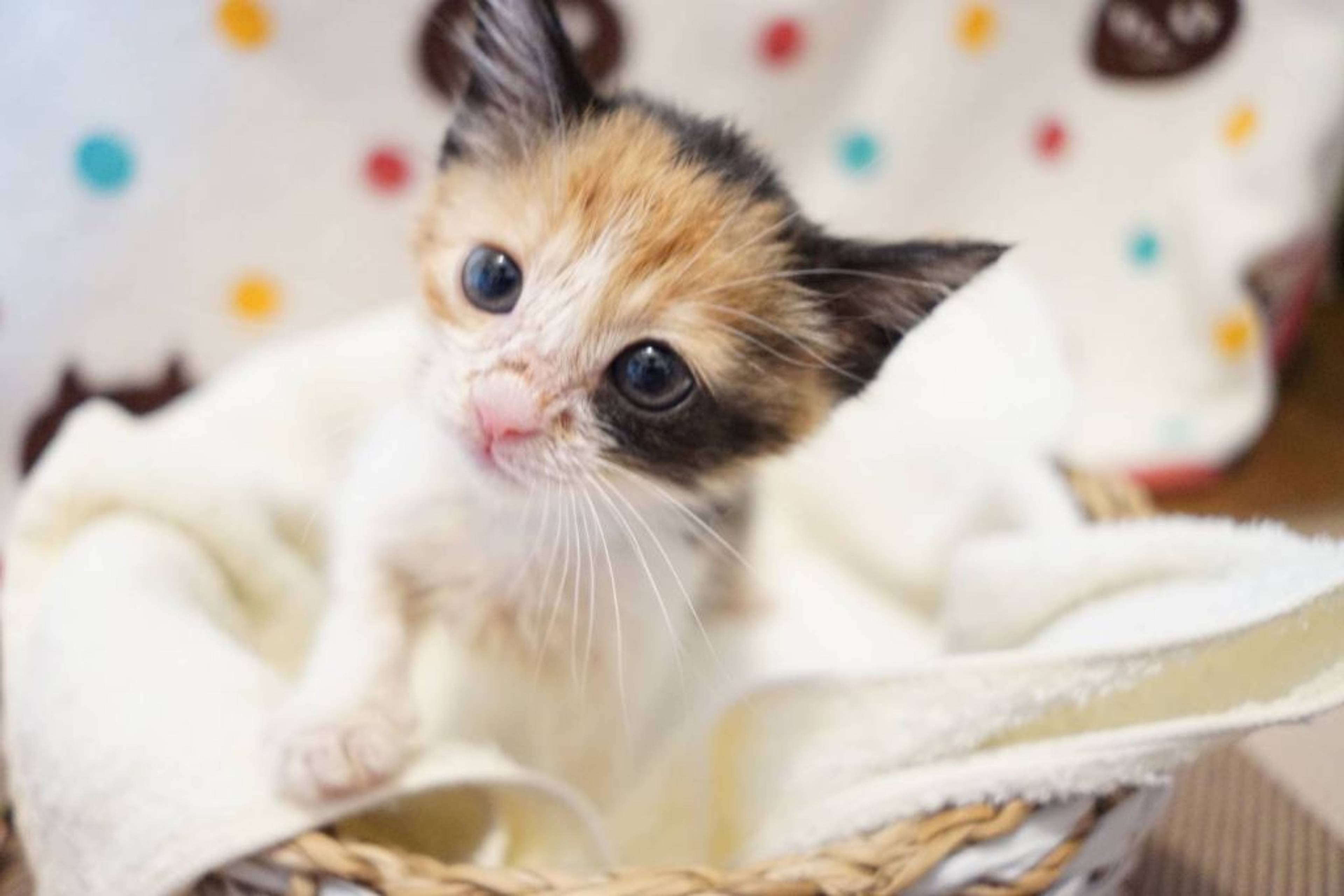 雑種（ミックス猫）・メスの里親募集の写真