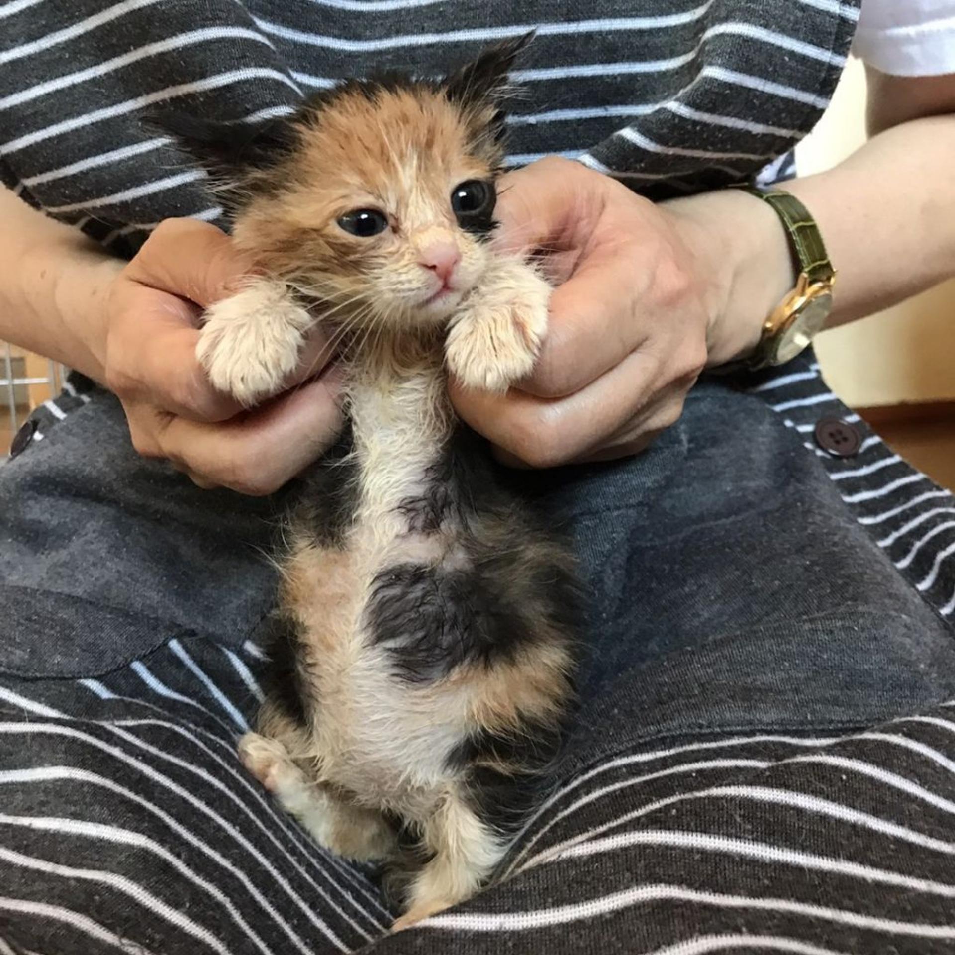 pet-image-3
