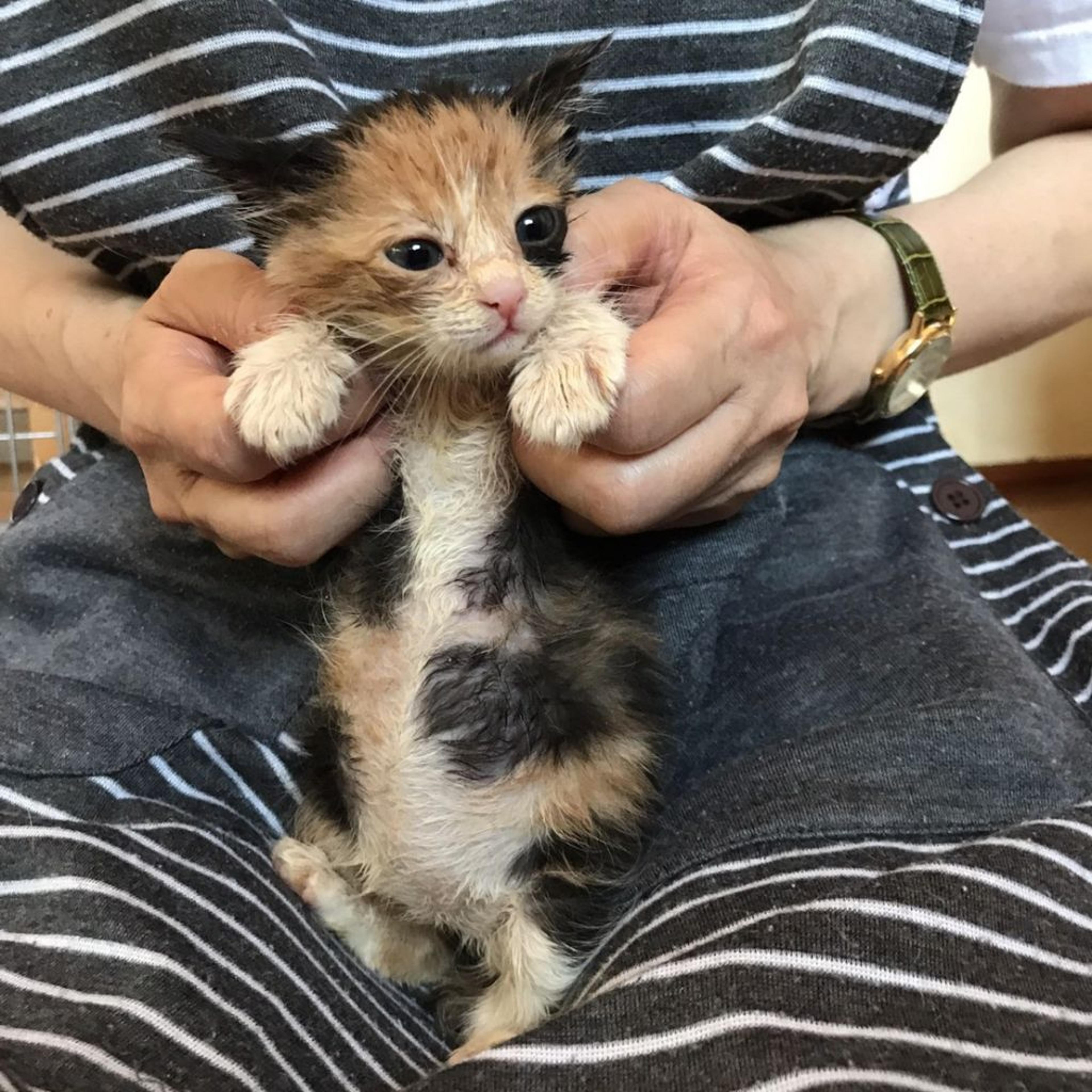 pet-image-3