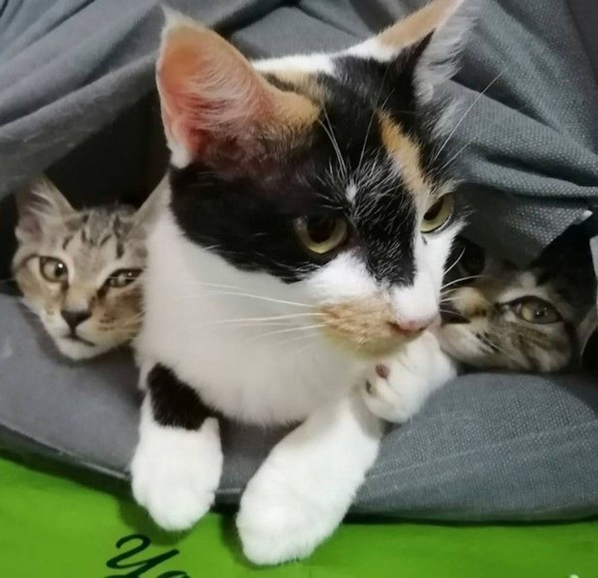 日本猫・メスの里親募集の写真