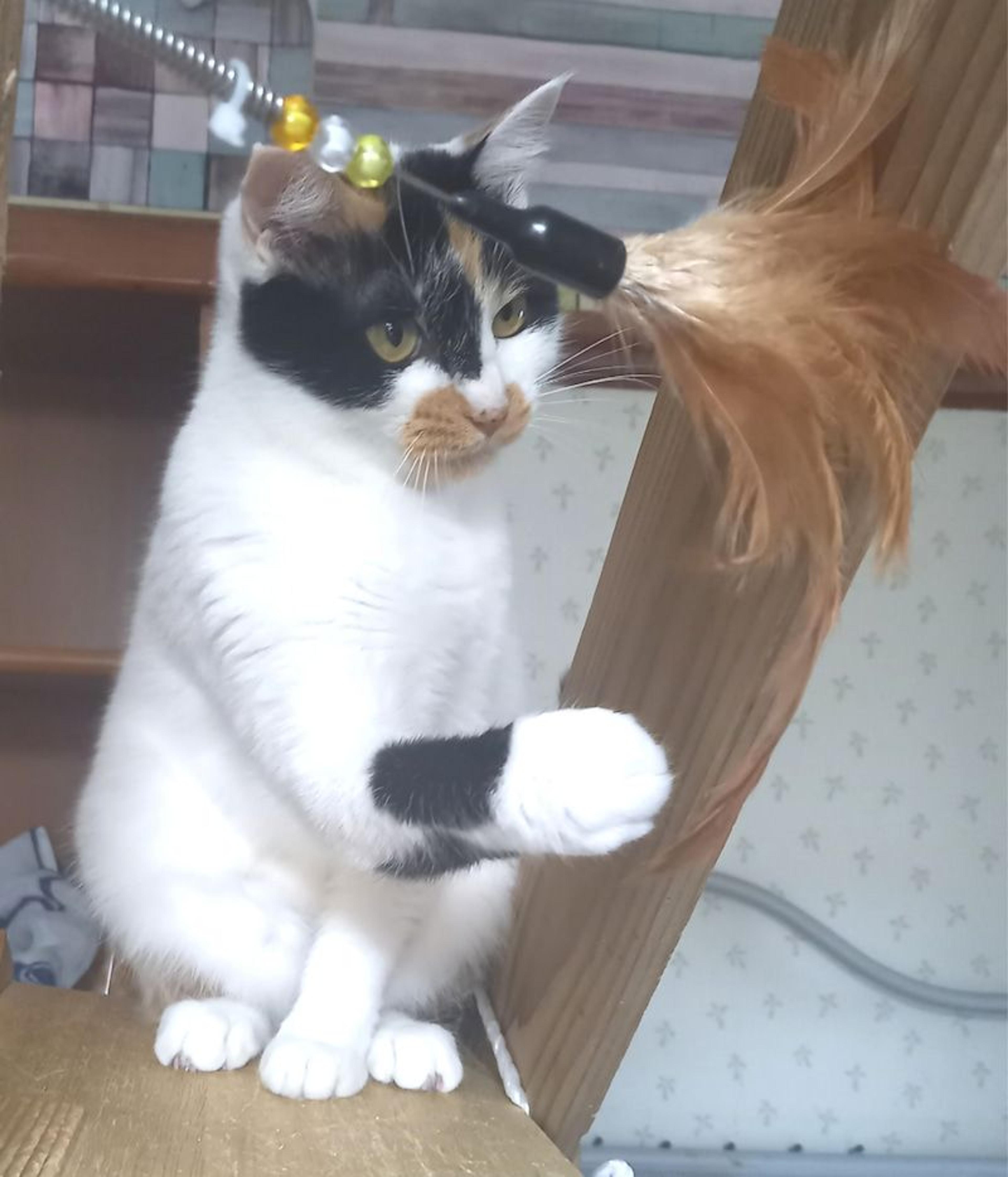pet-image-2