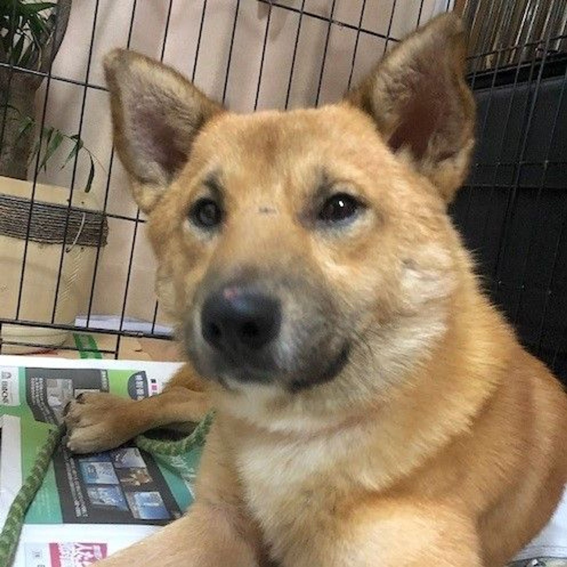 雑種（ミックス犬）・オスの里親募集の写真