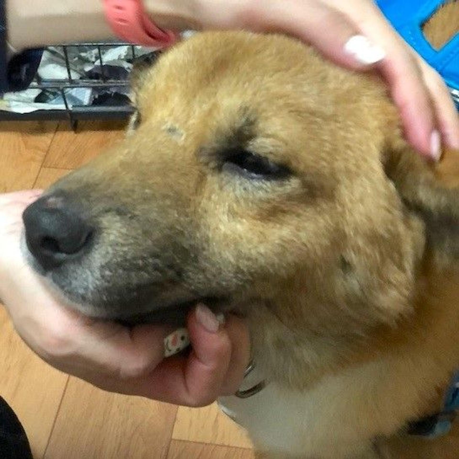 pet-image-2