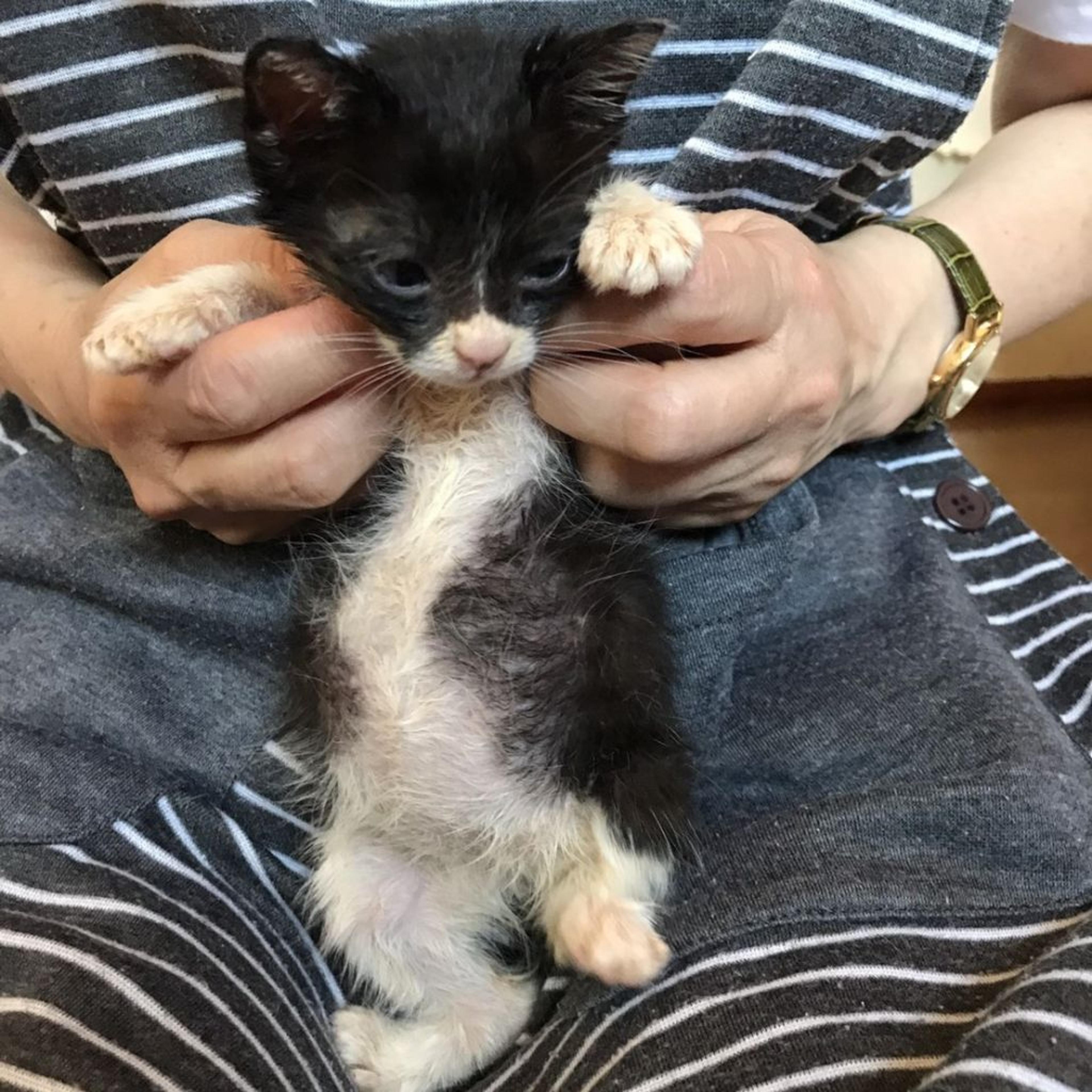 pet-image-2