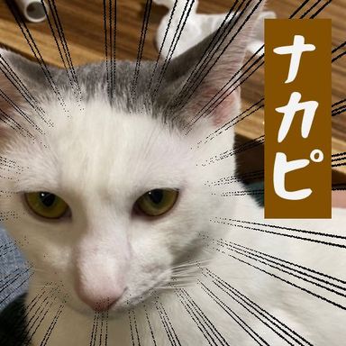 ナカピの写真
