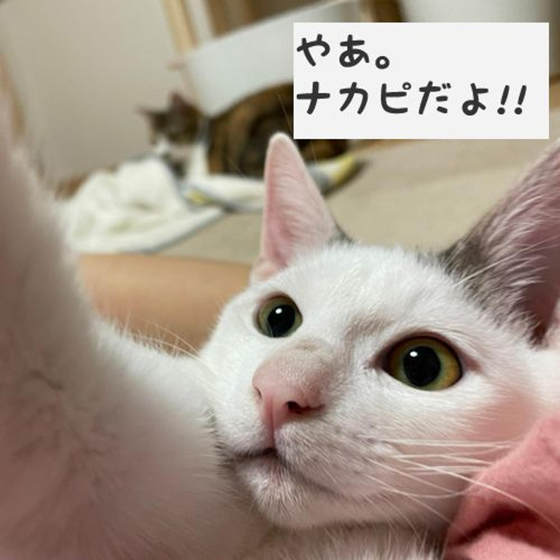 pet-image-3