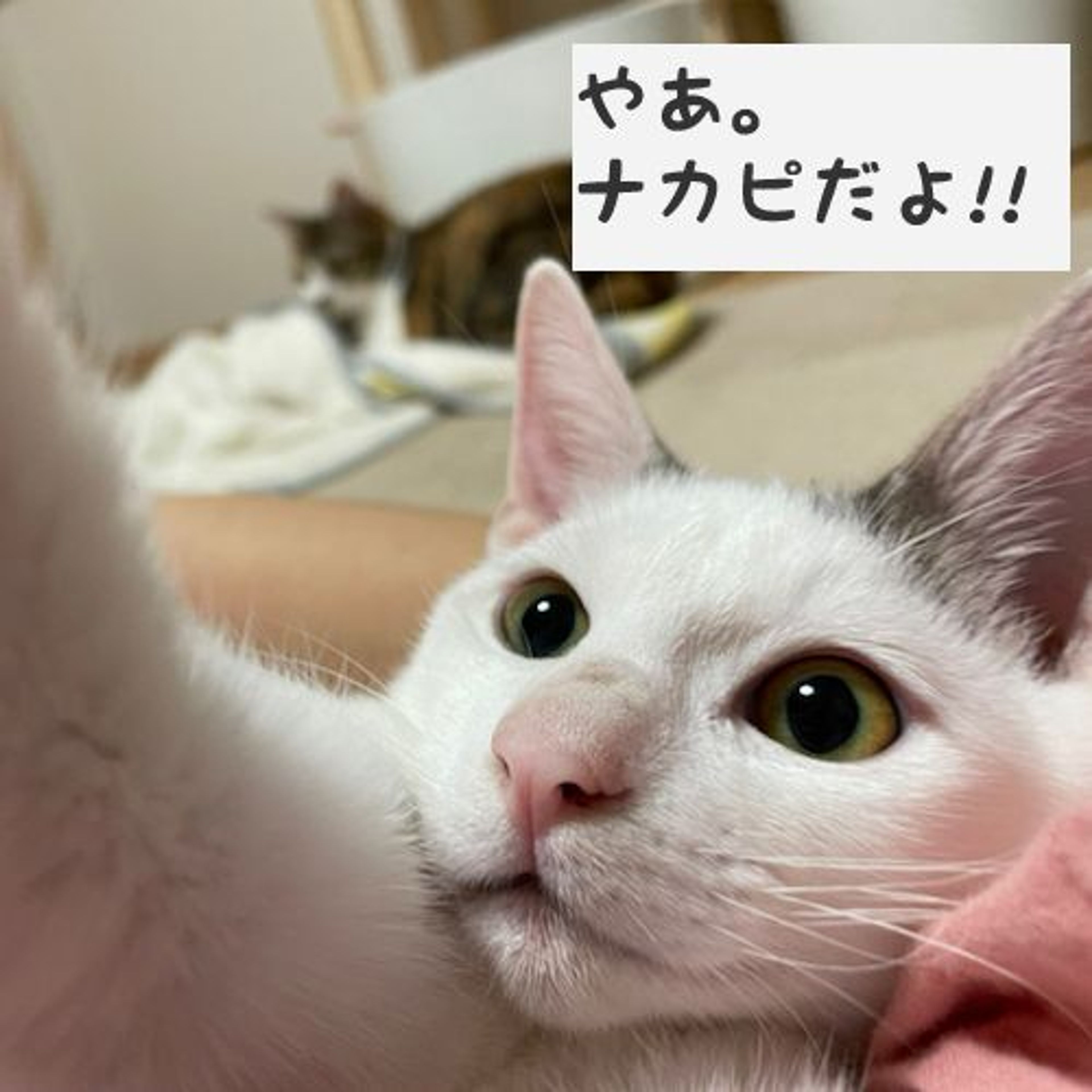 pet-image-3