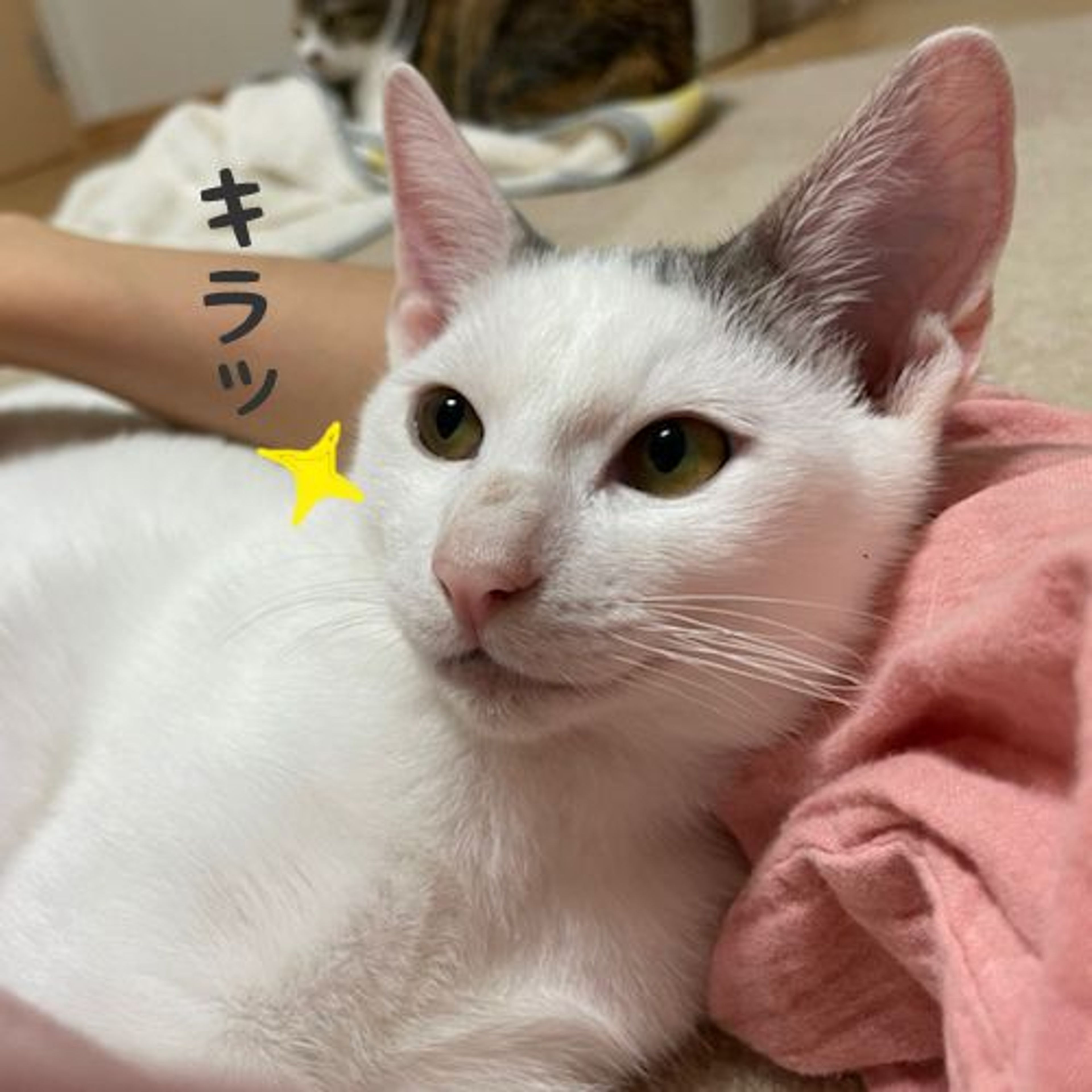 pet-image-4