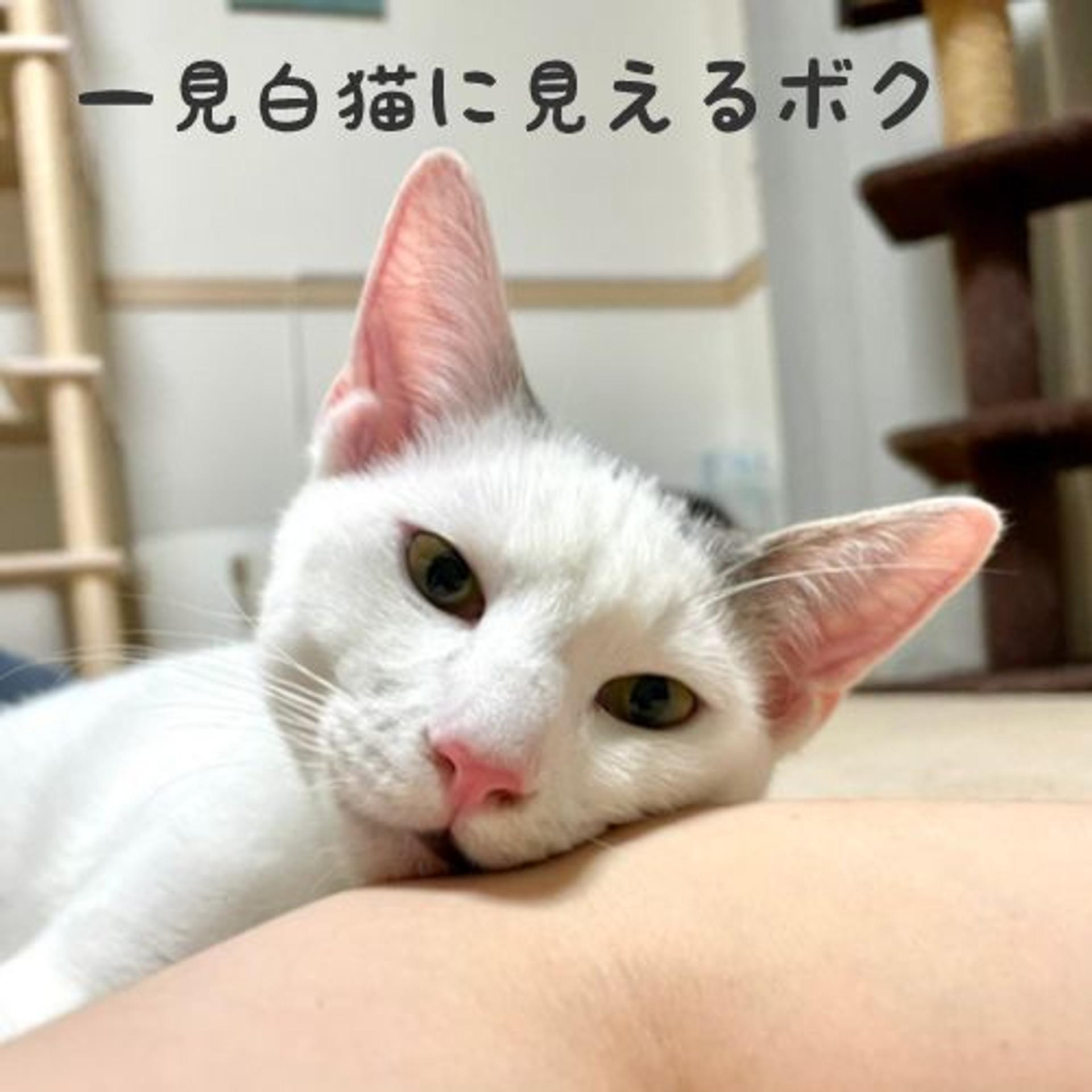 pet-image-5