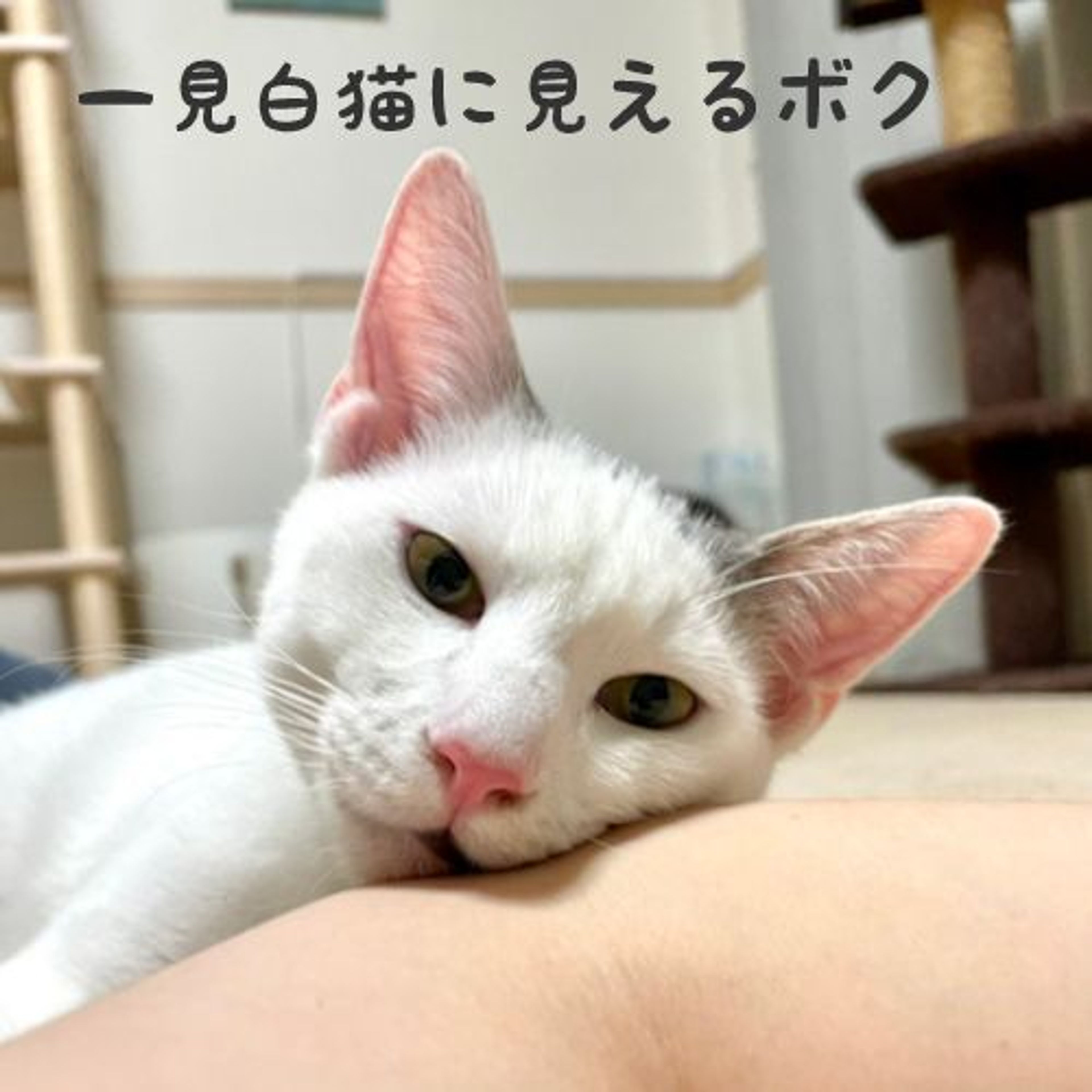 pet-image-5