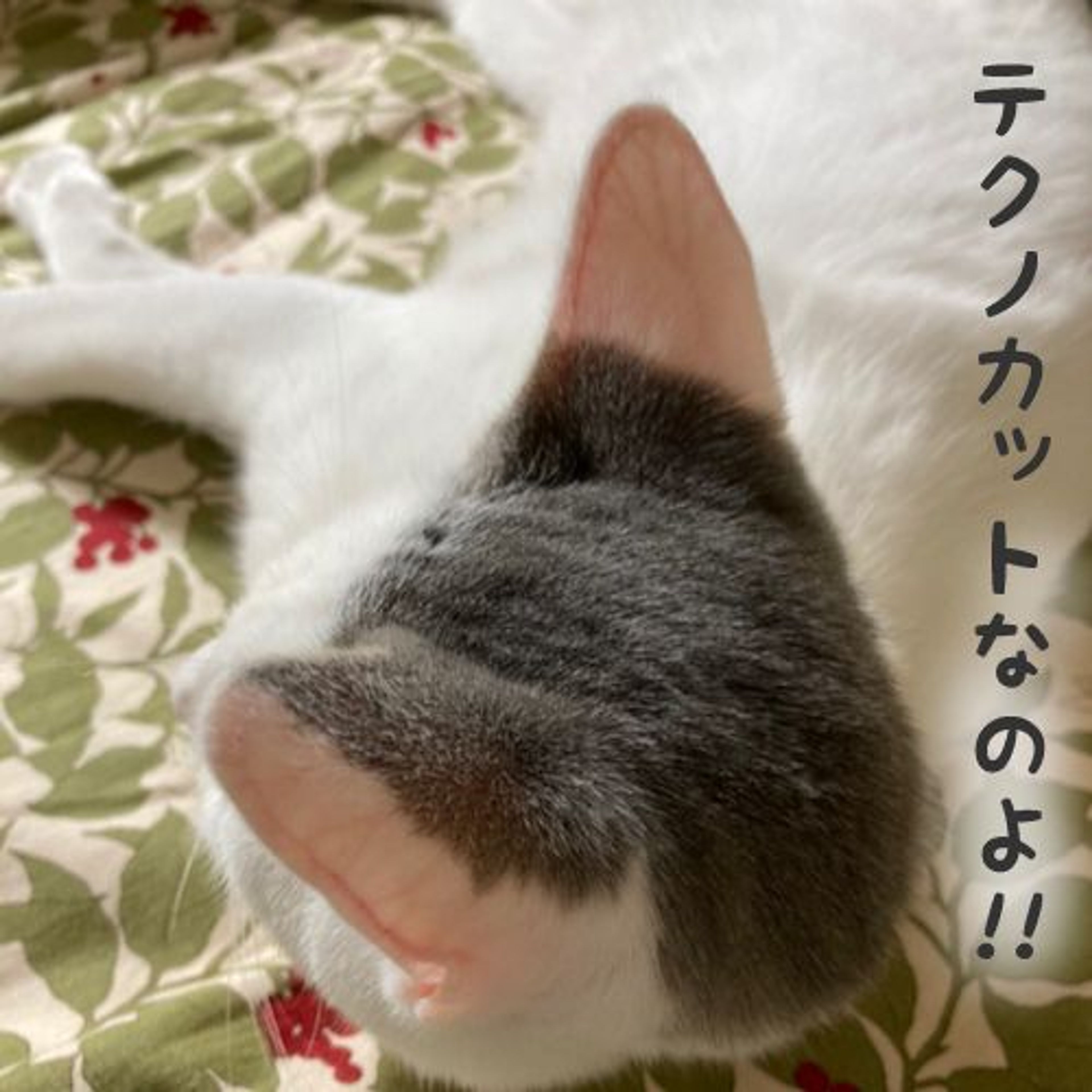 pet-image-6