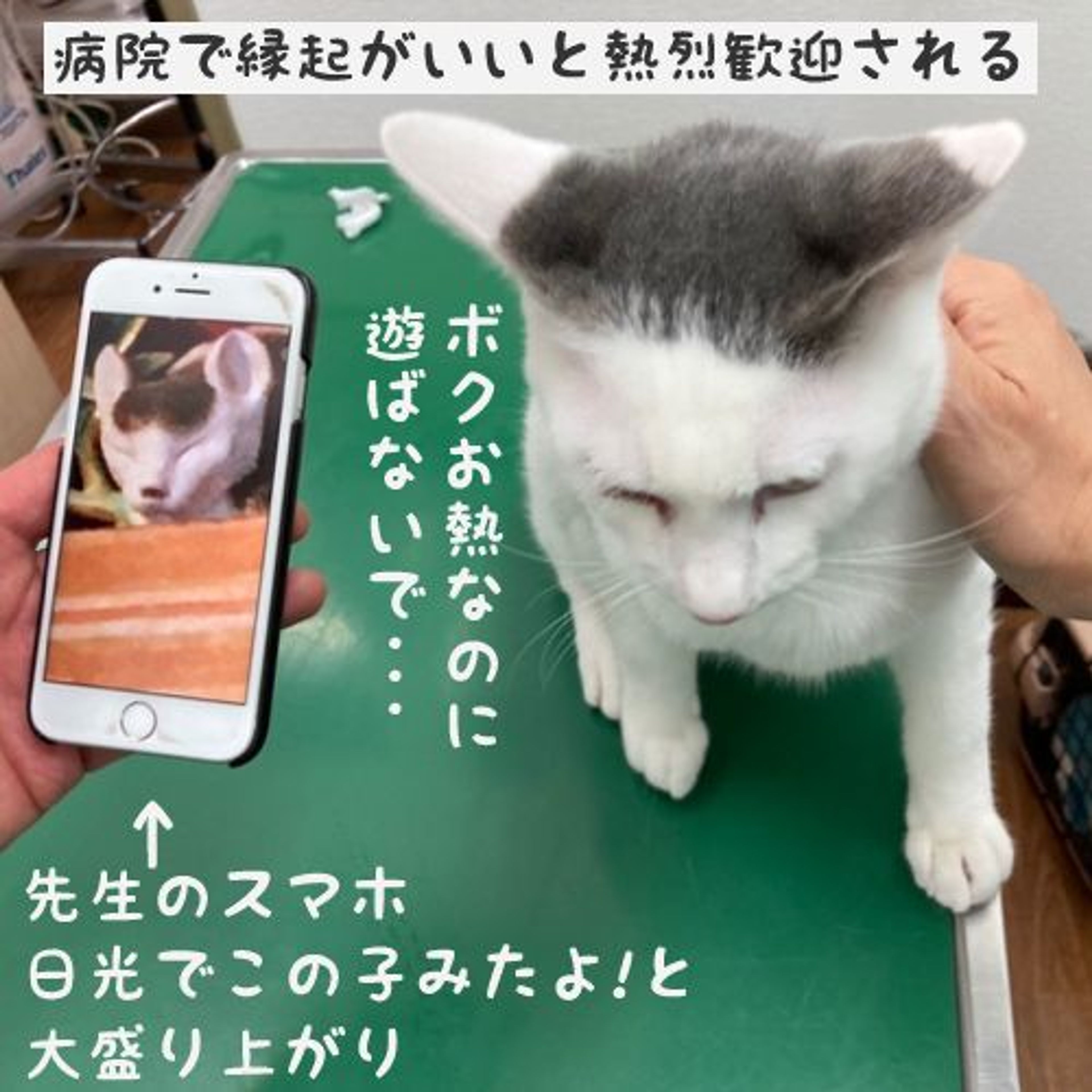 pet-image-7