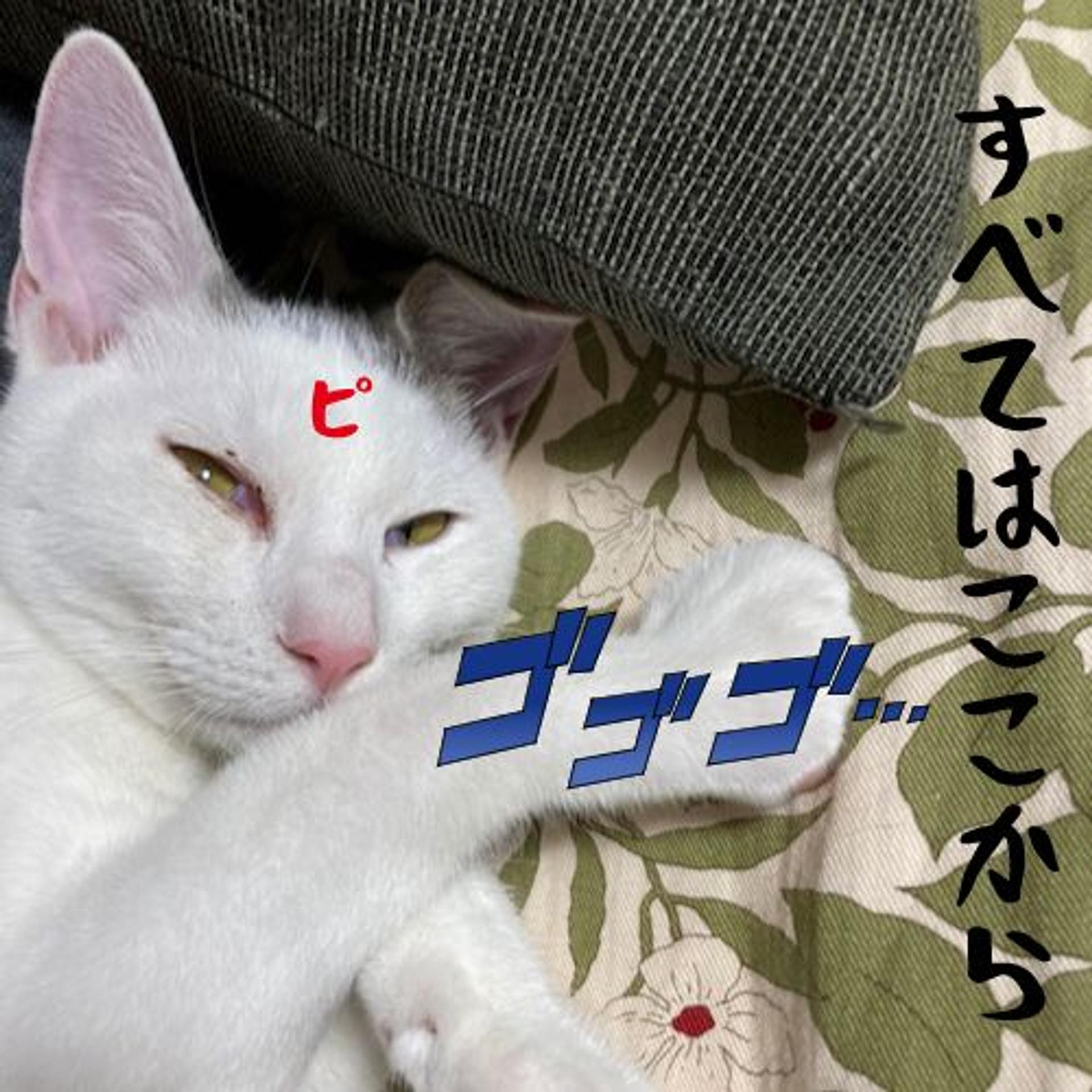 pet-image-8