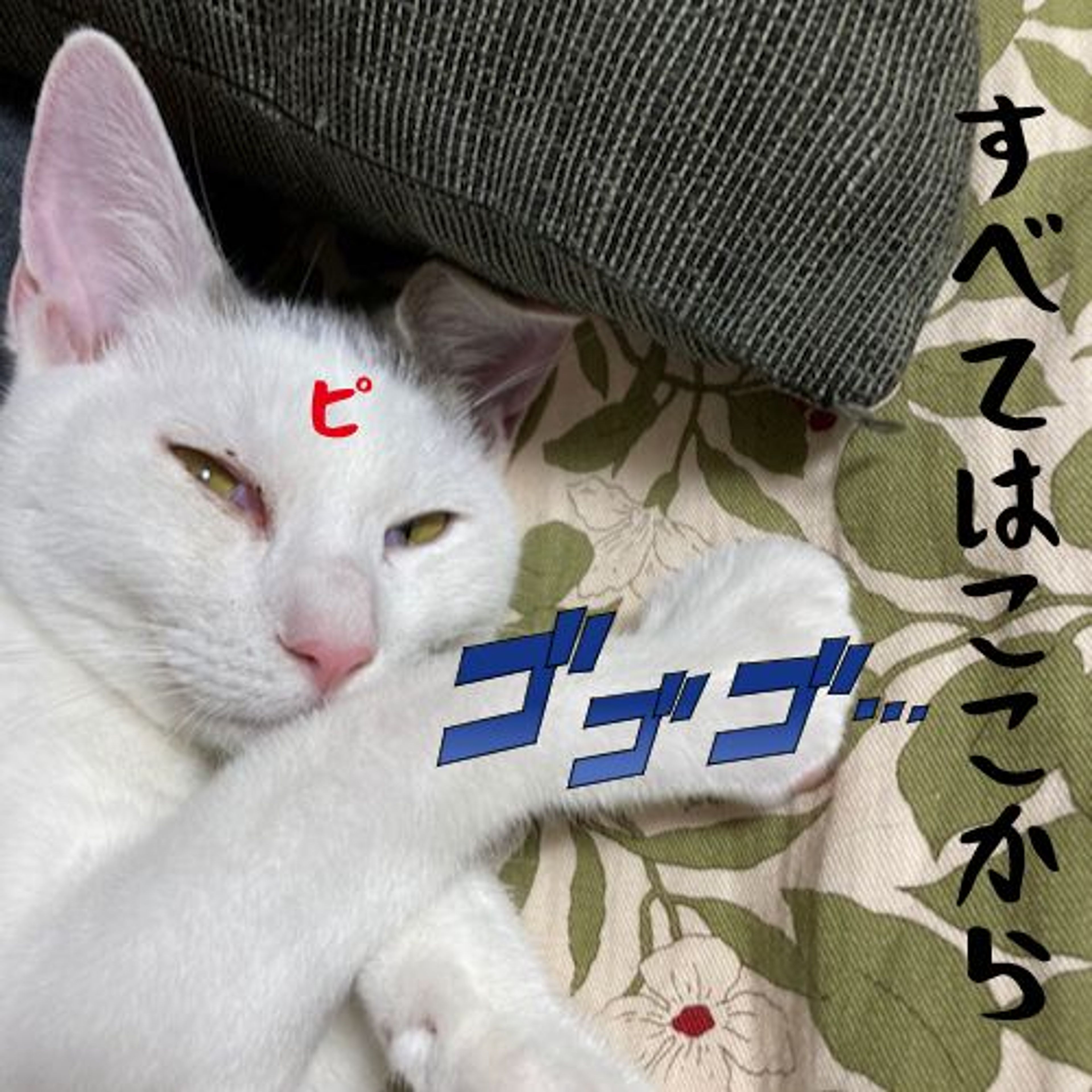 pet-image-8