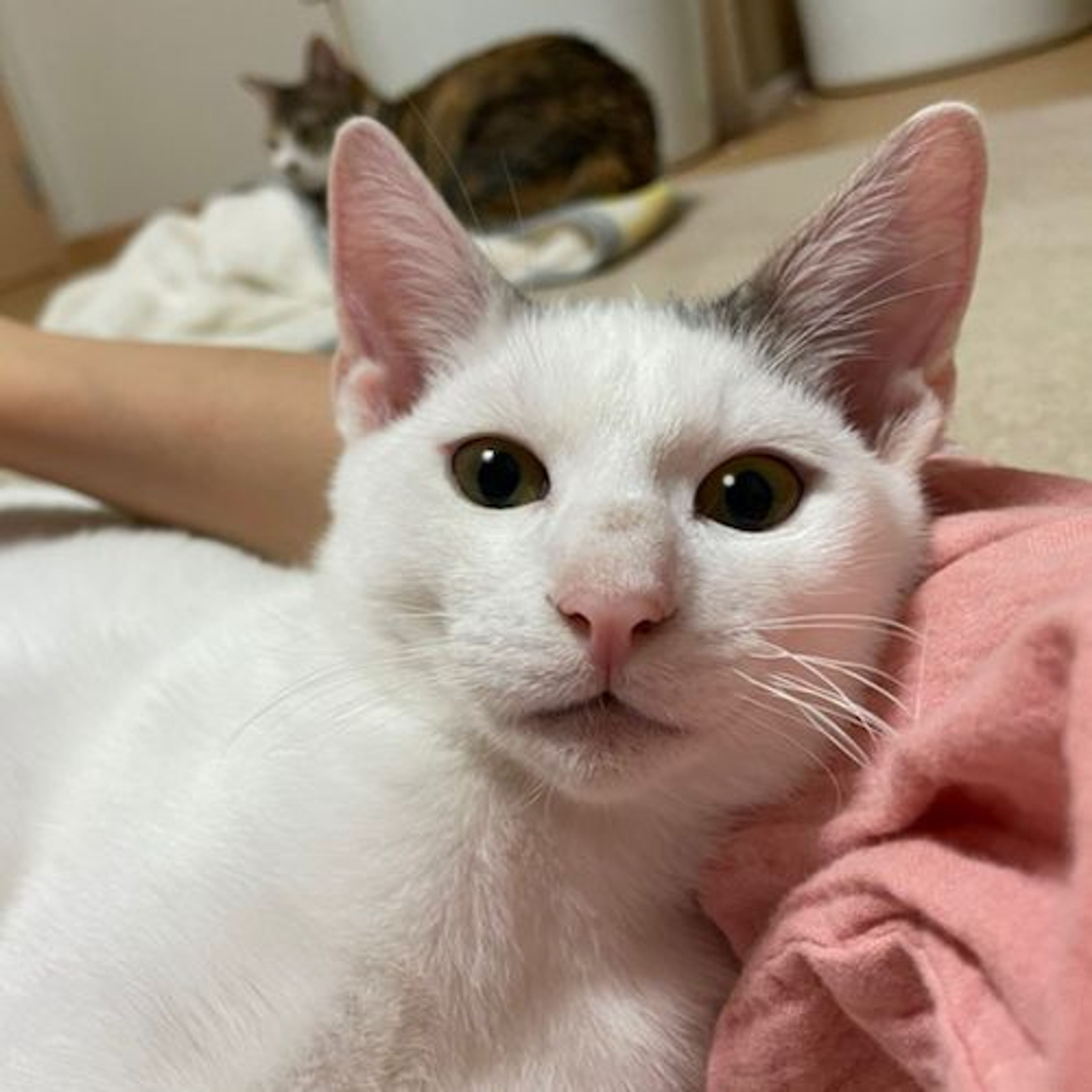 pet-image-9
