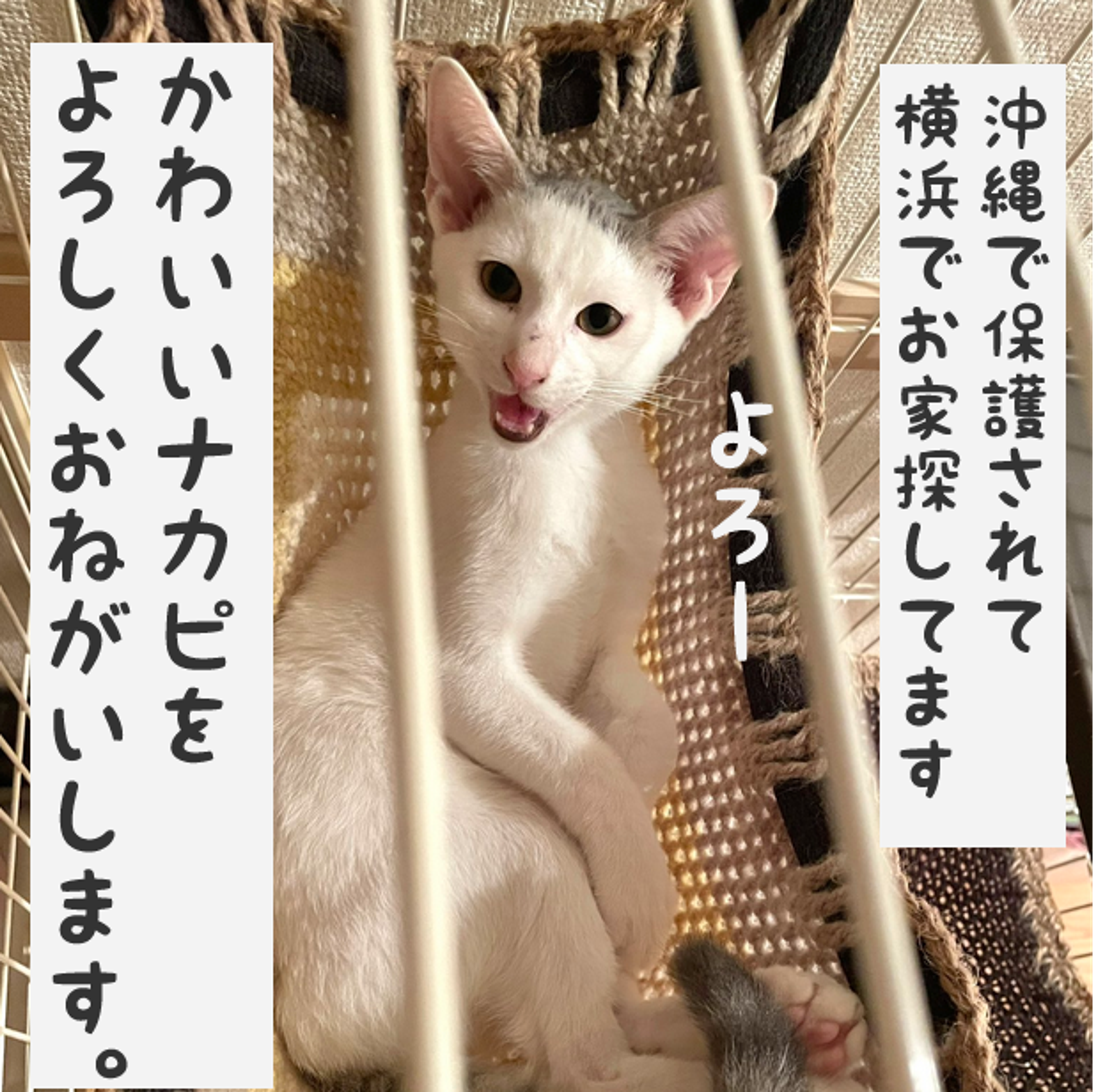 pet-image-10