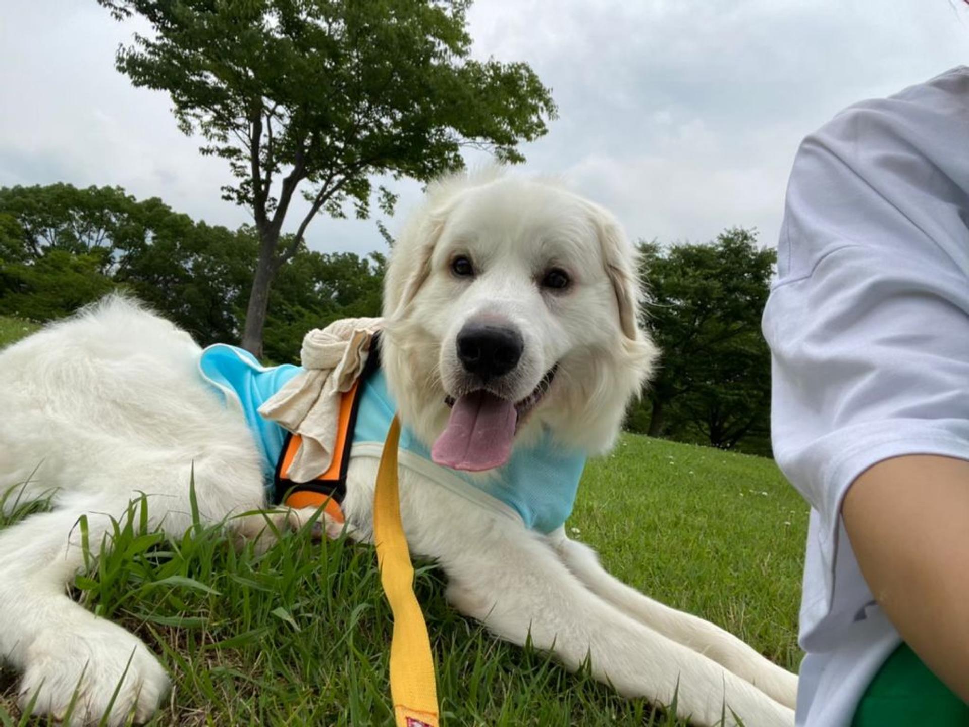 pet-image-4