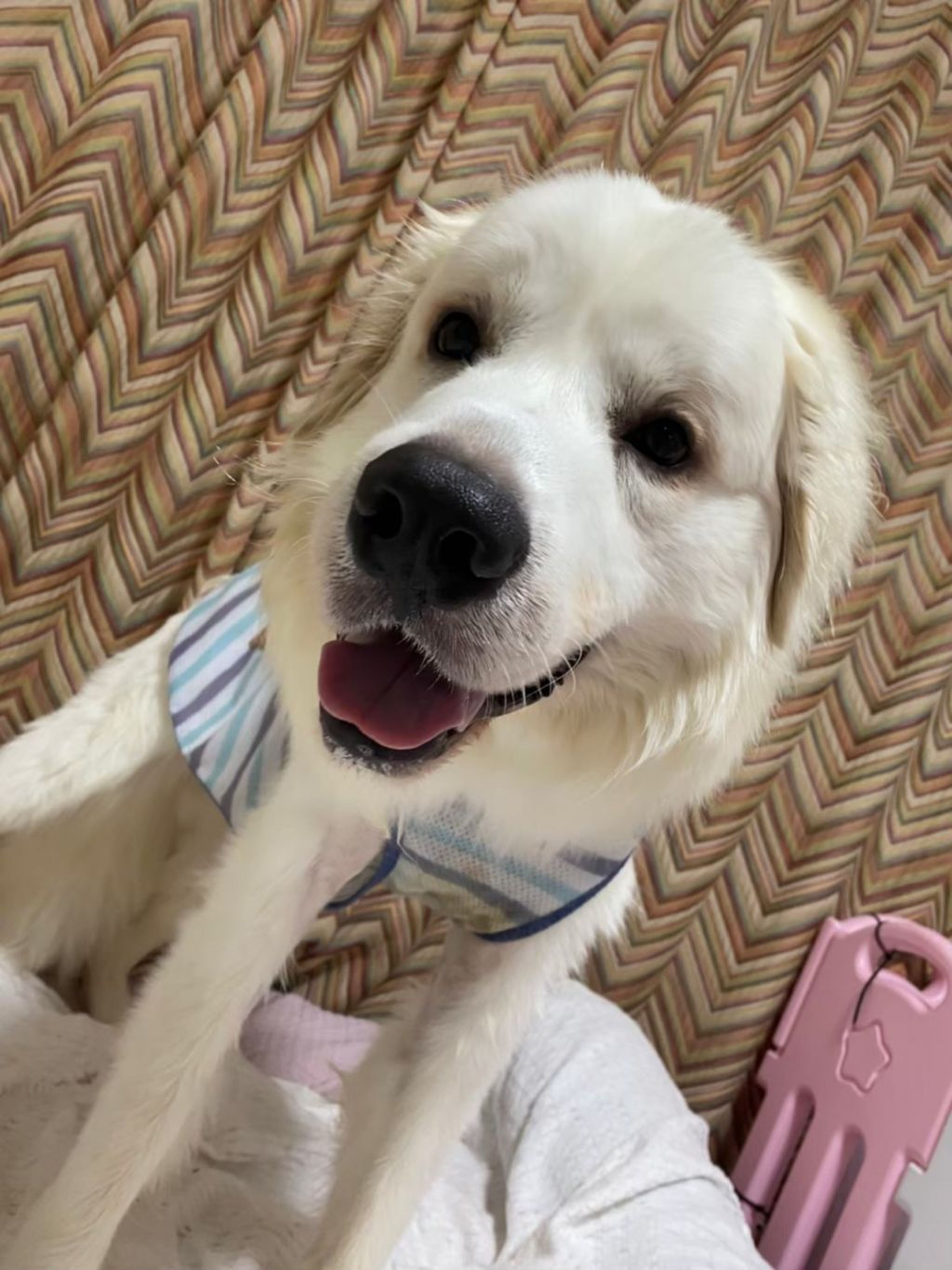 pet-image-6