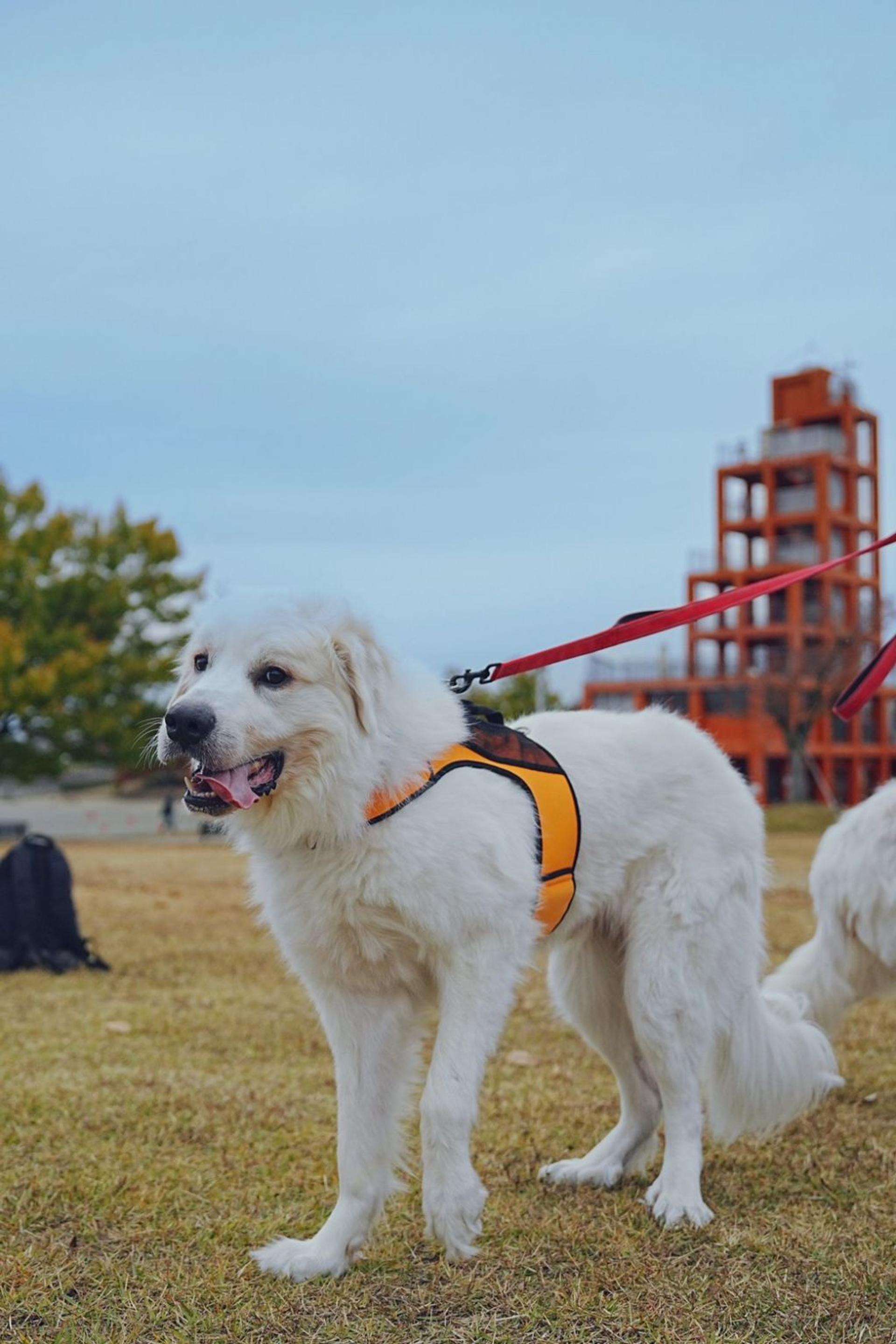 pet-image-7