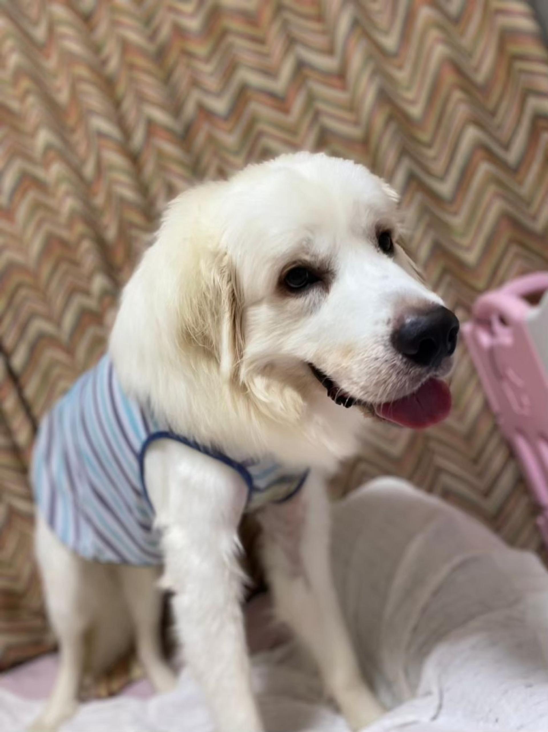 pet-image-8