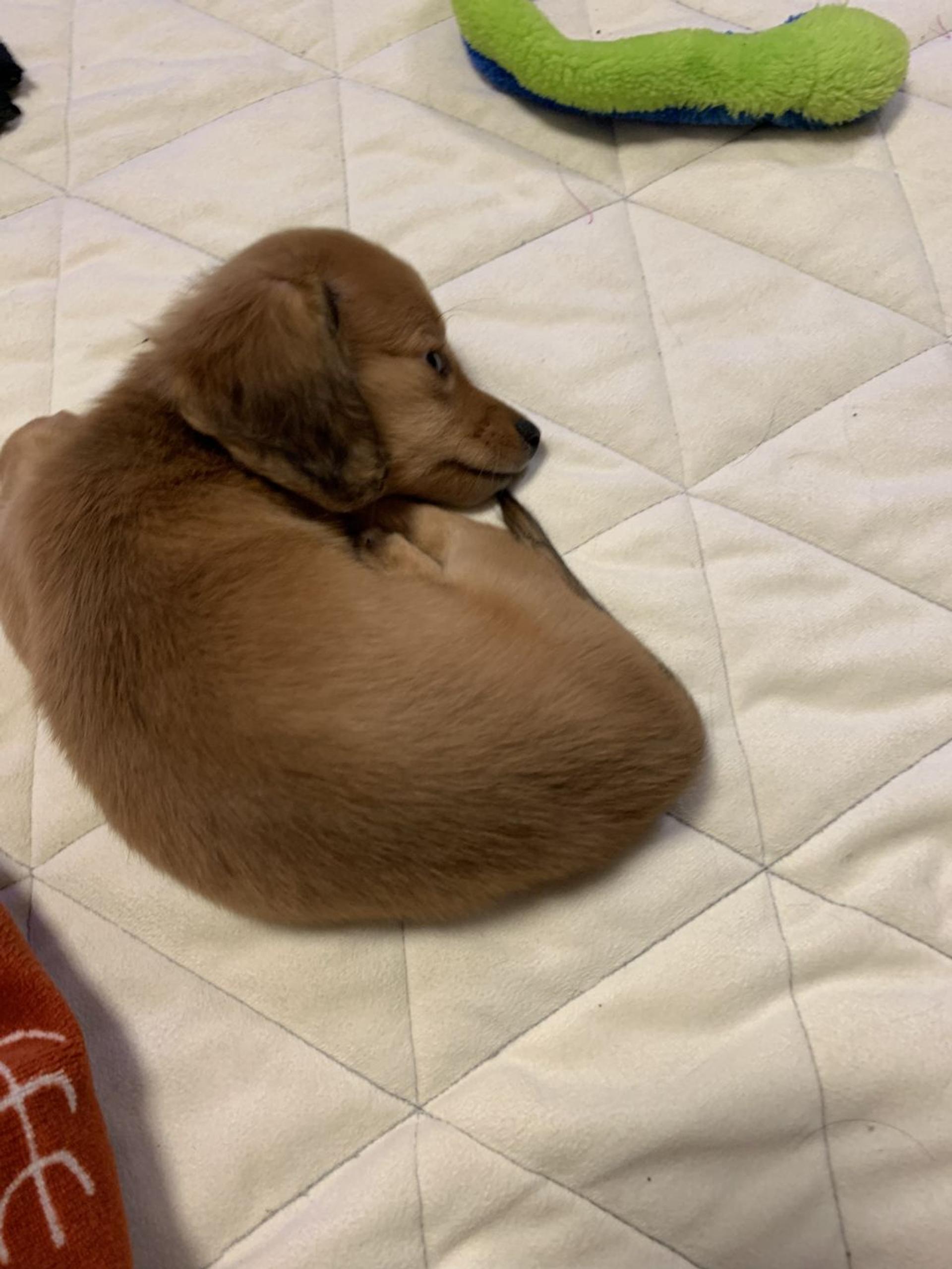 pet-image-4