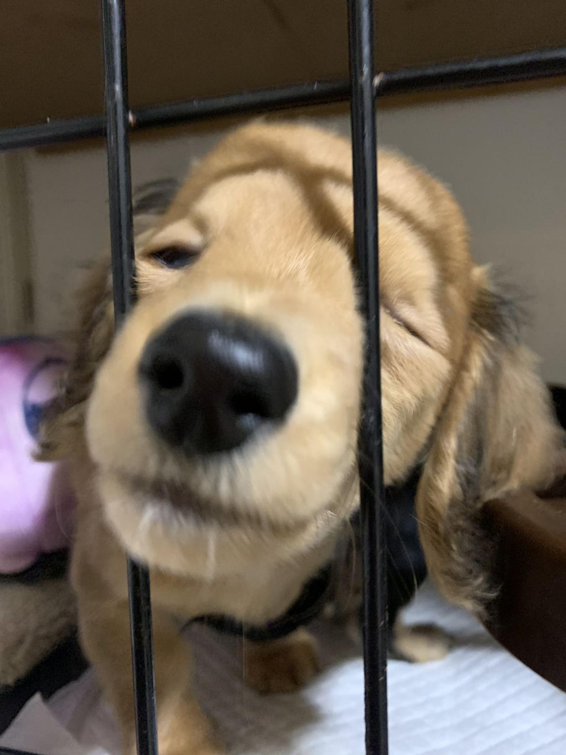 pet-image-6