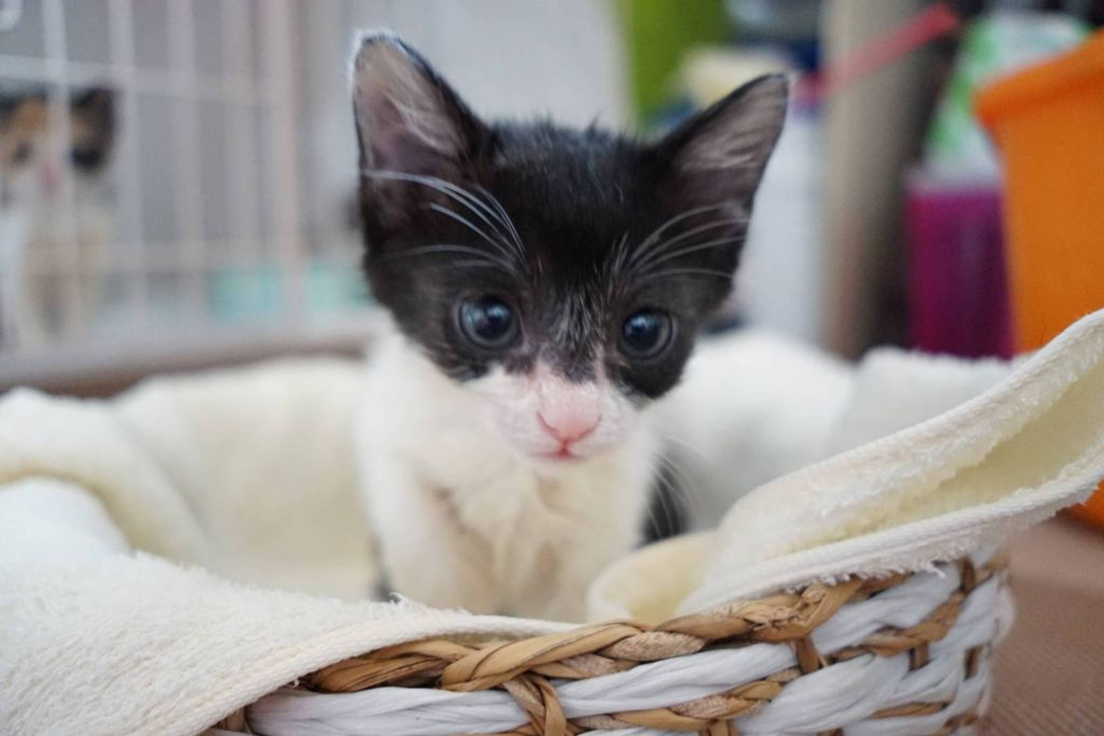 雑種（ミックス猫）・メスの里親募集の写真