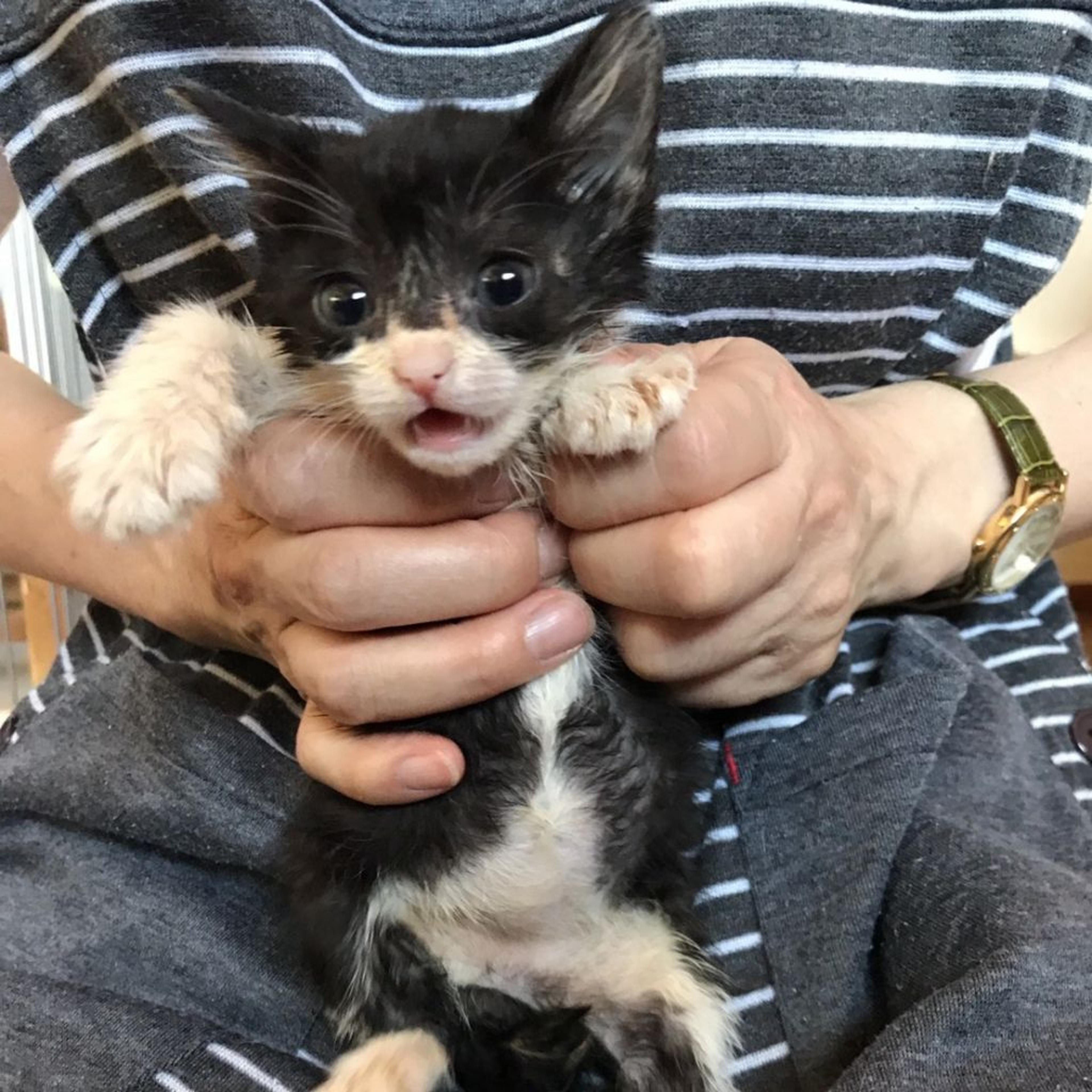 pet-image-3