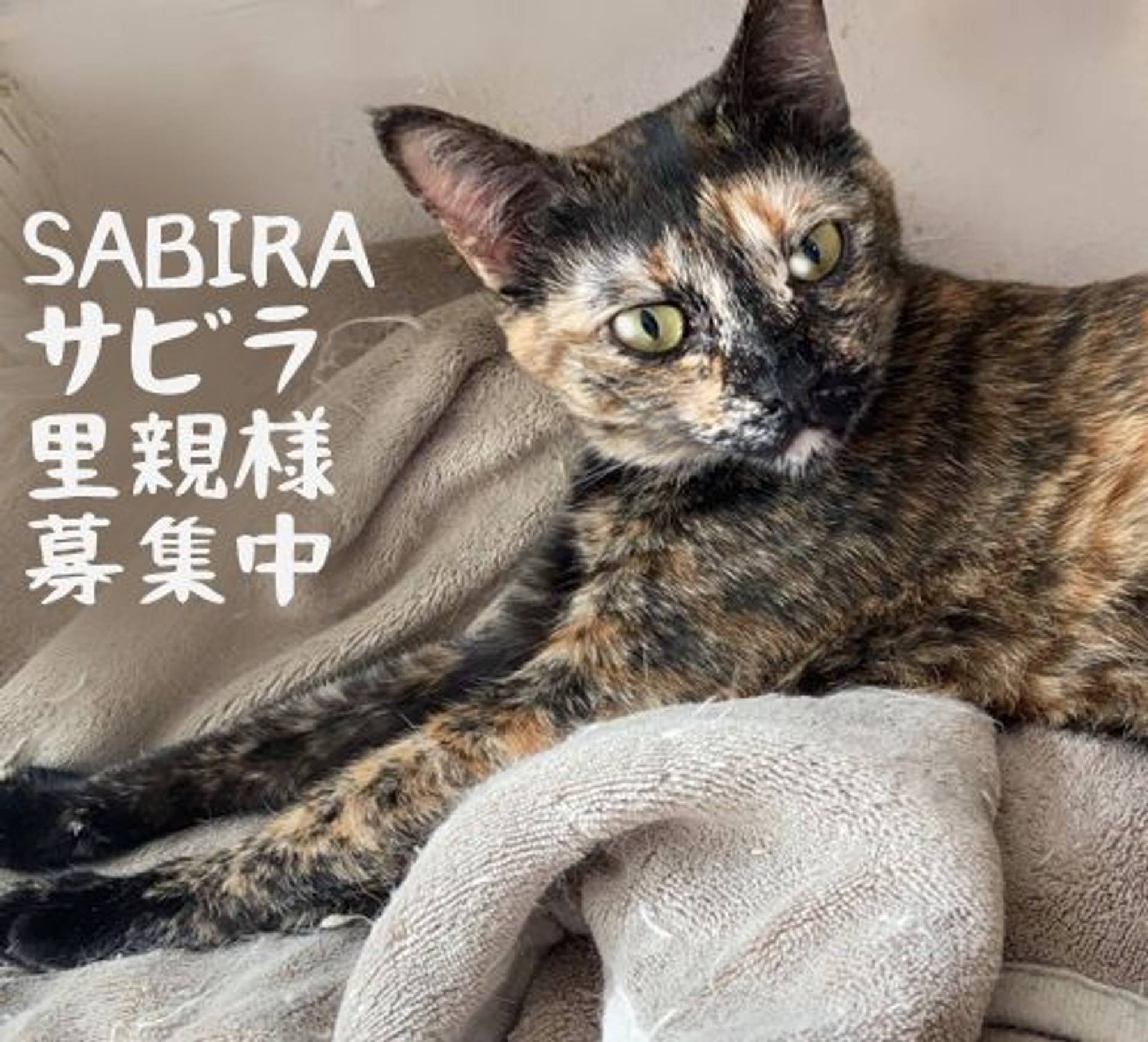 雑種（ミックス猫）・メスの里親募集の写真