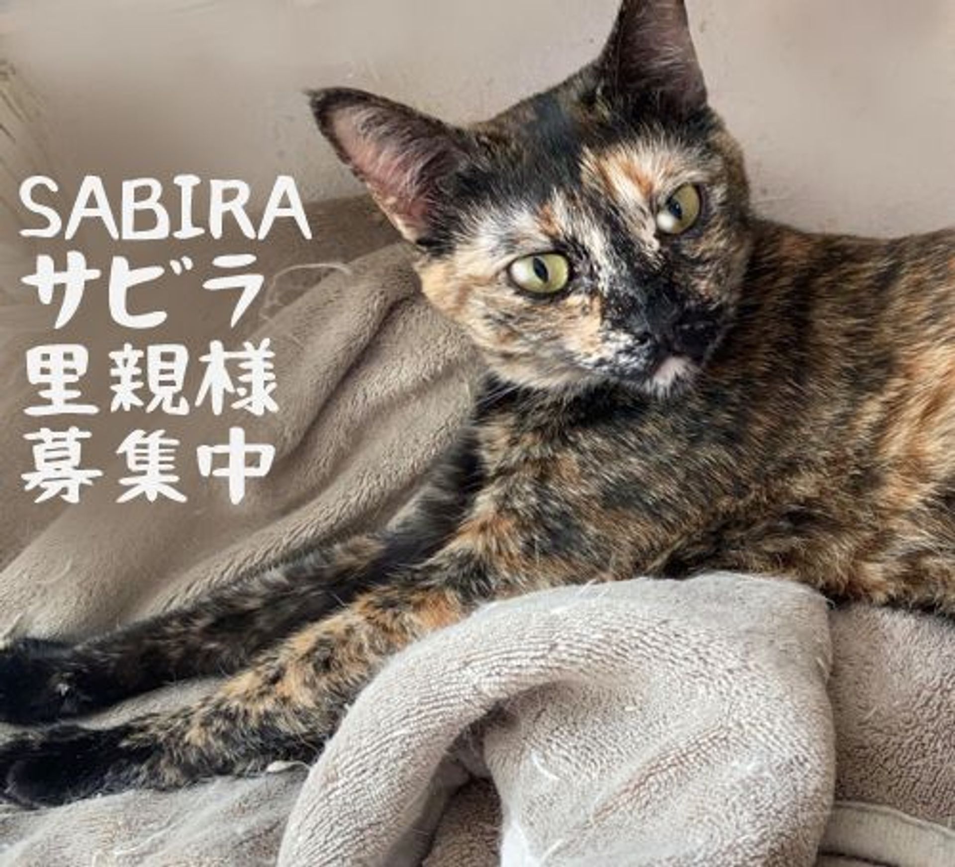 雑種（ミックス猫）・メスの里親募集の写真