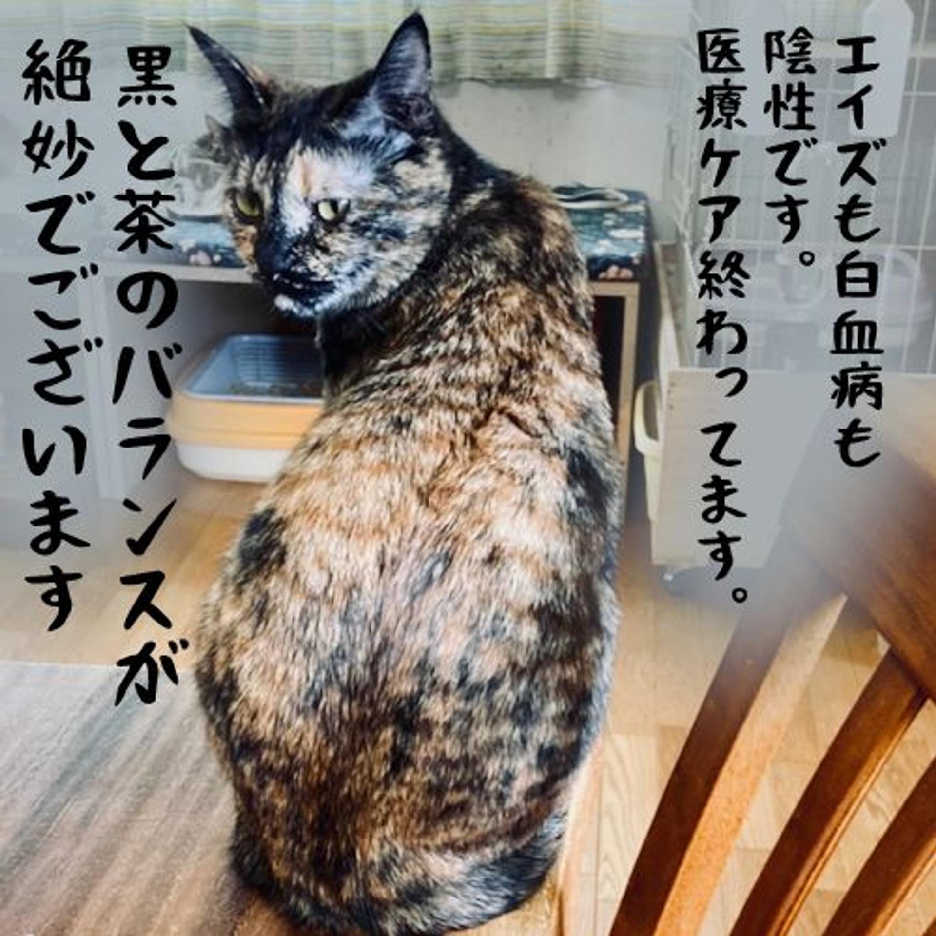 pet-image-4