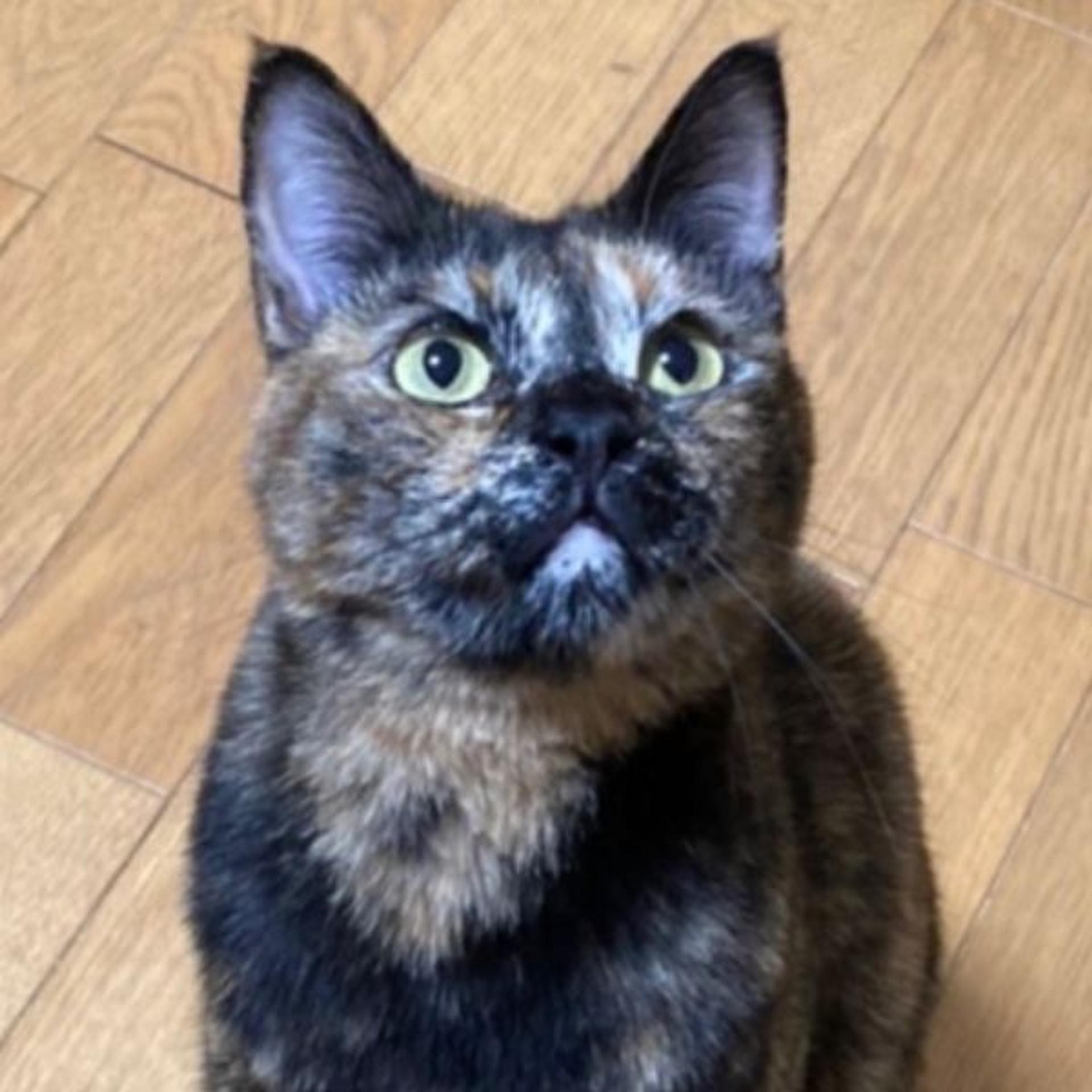 pet-image-5