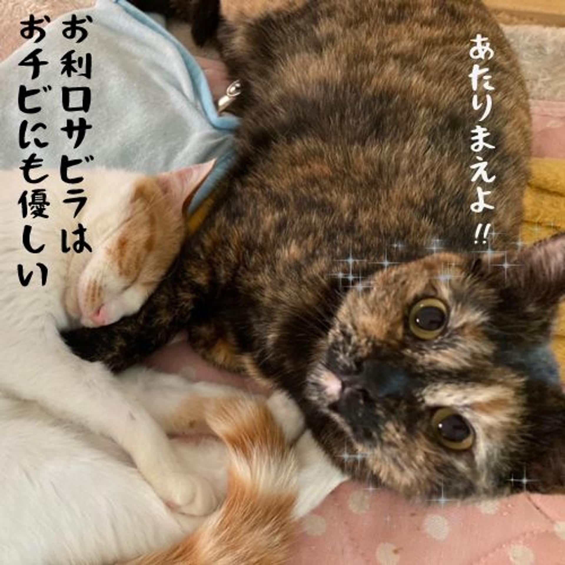 pet-image-7