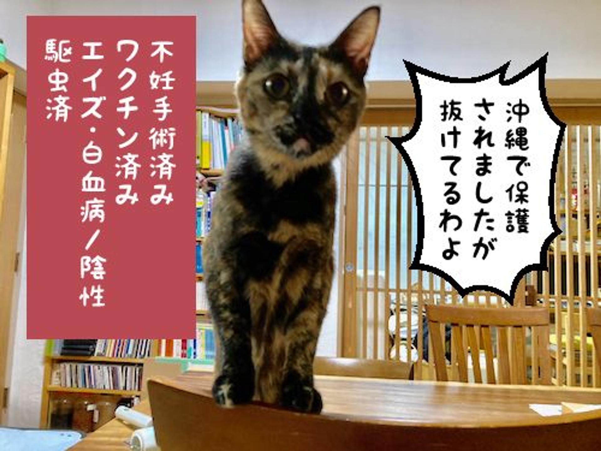 pet-image-9