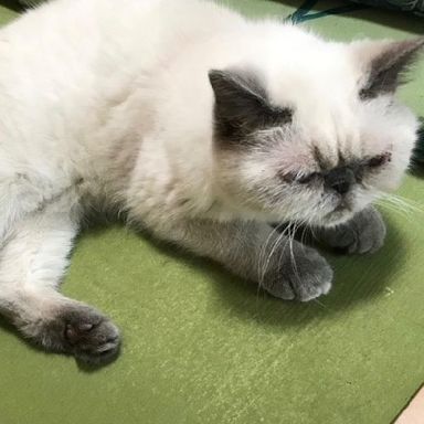 二フェの写真