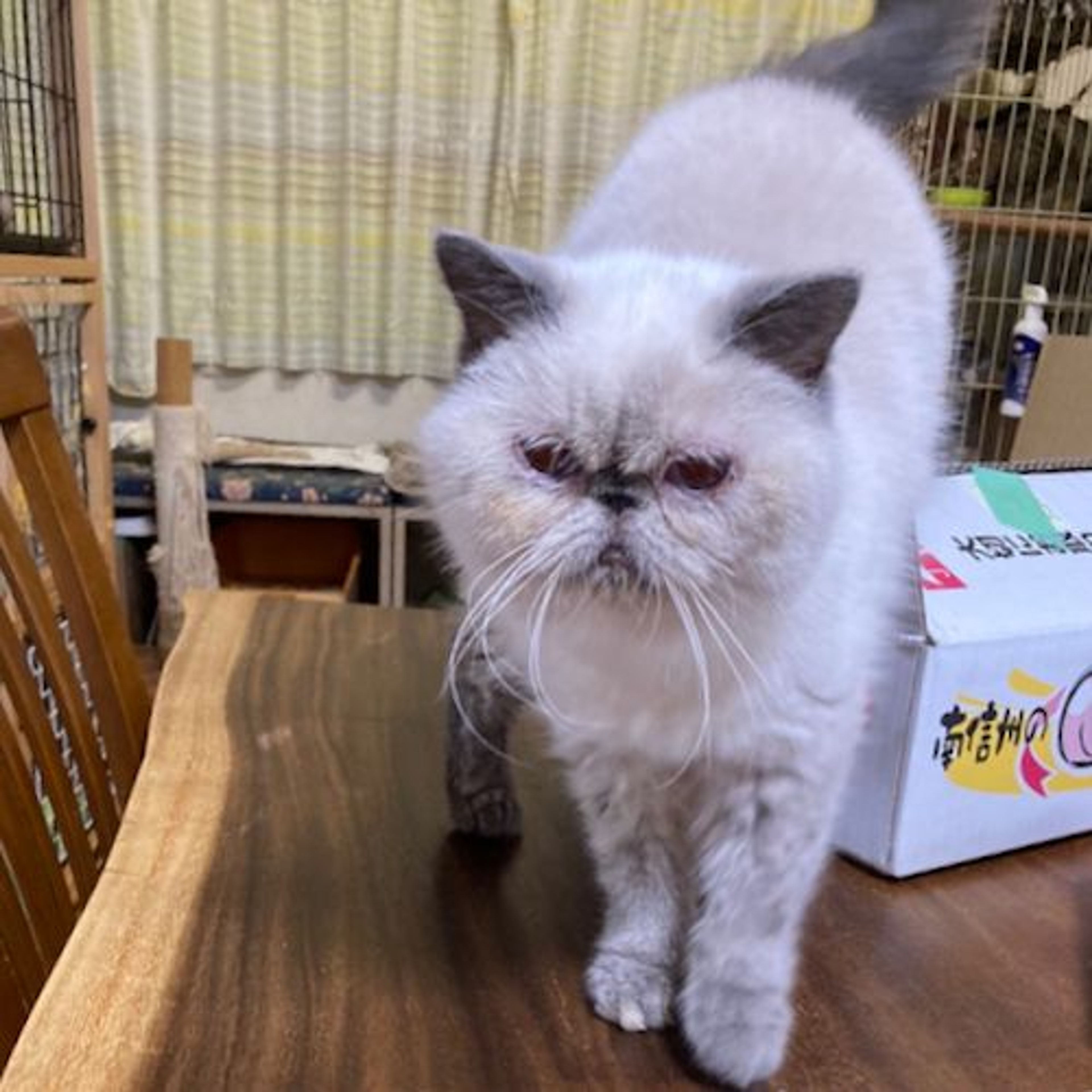 pet-image-2