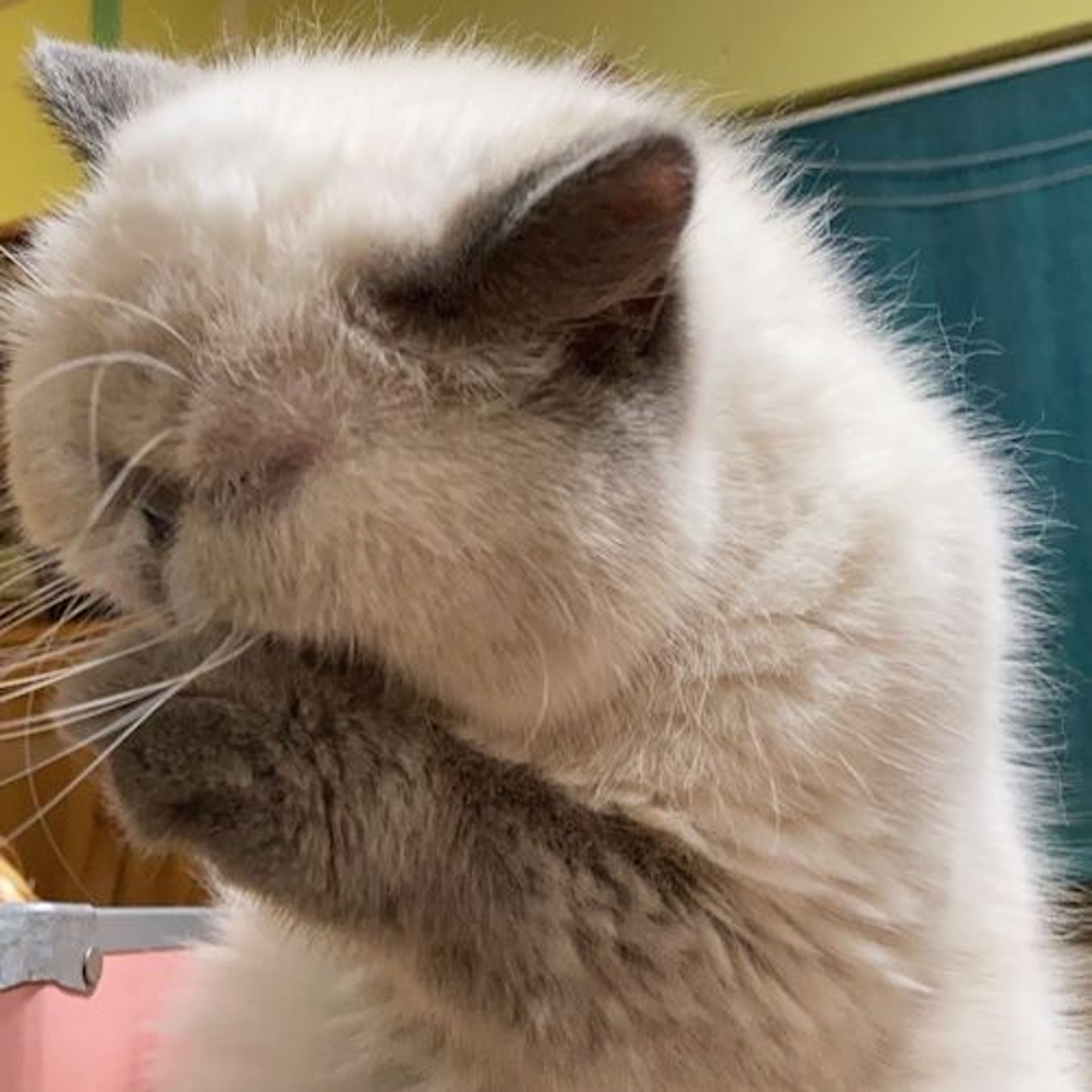 pet-image-5