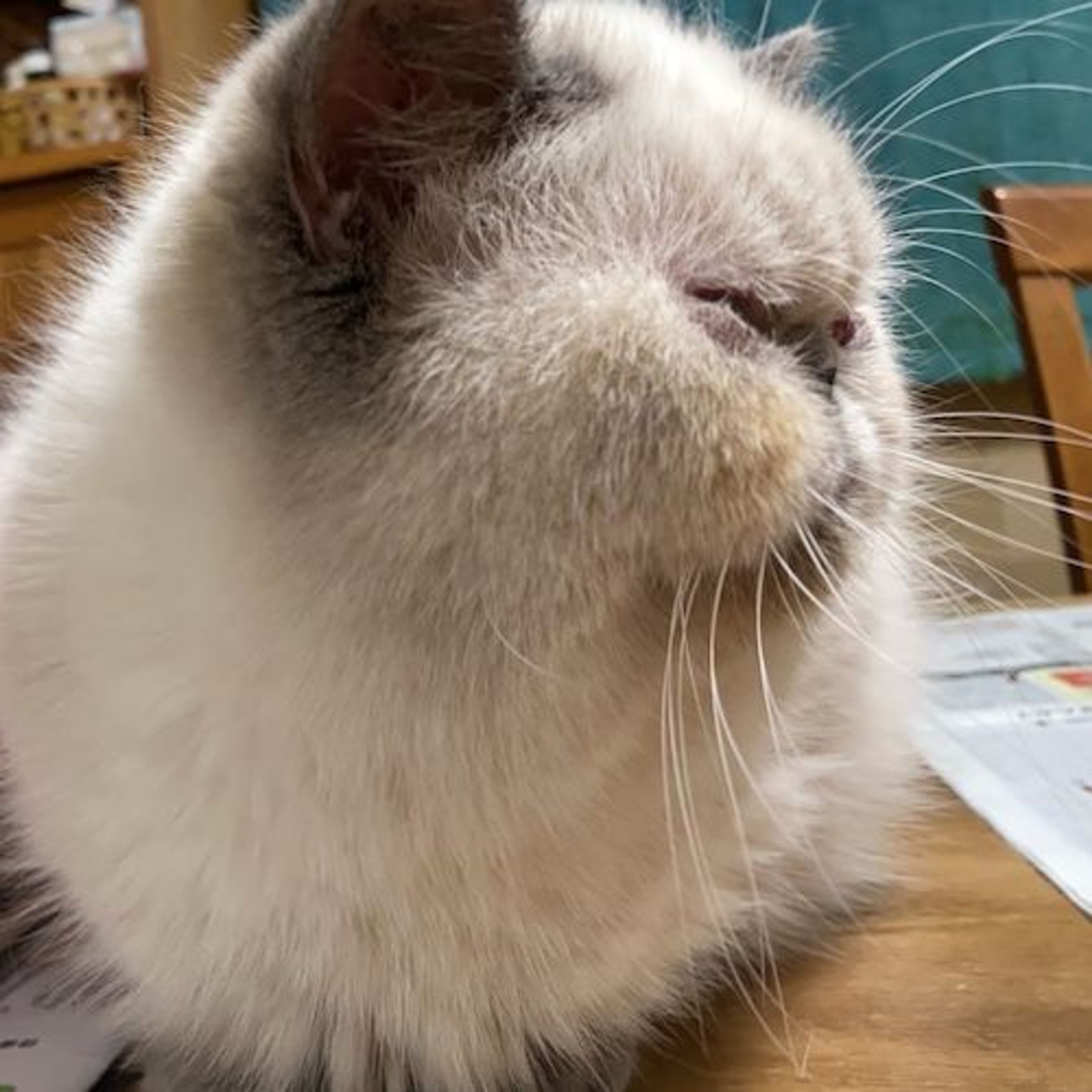 pet-image-7