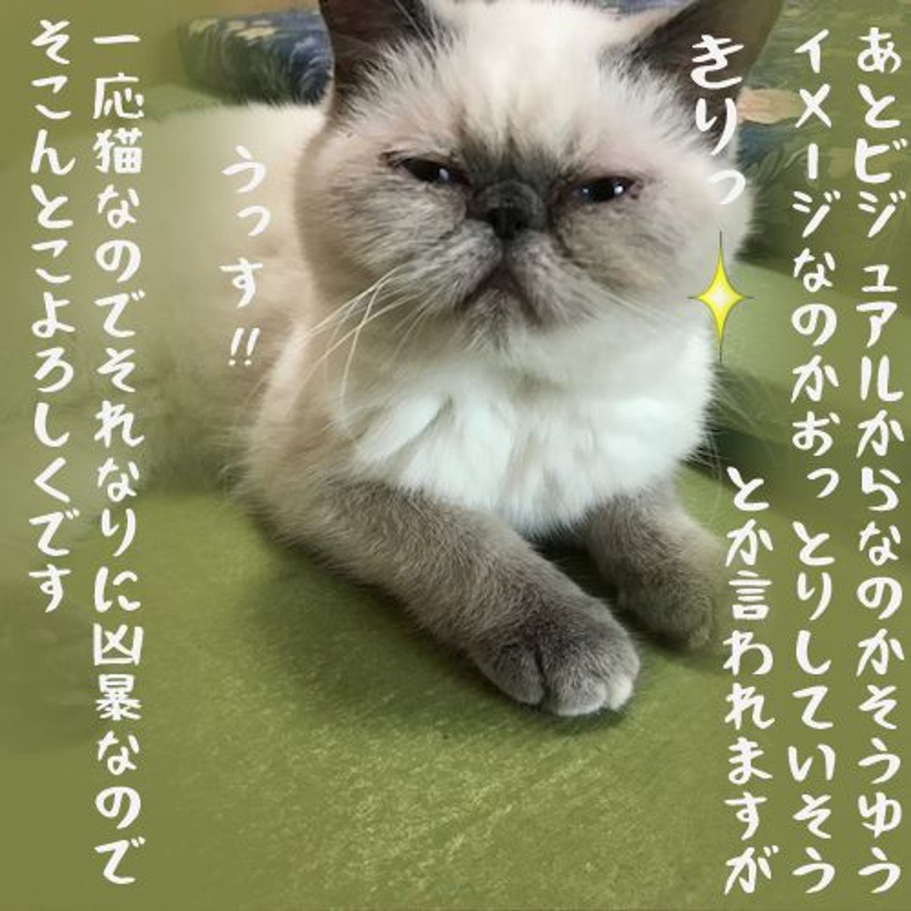 pet-image-8