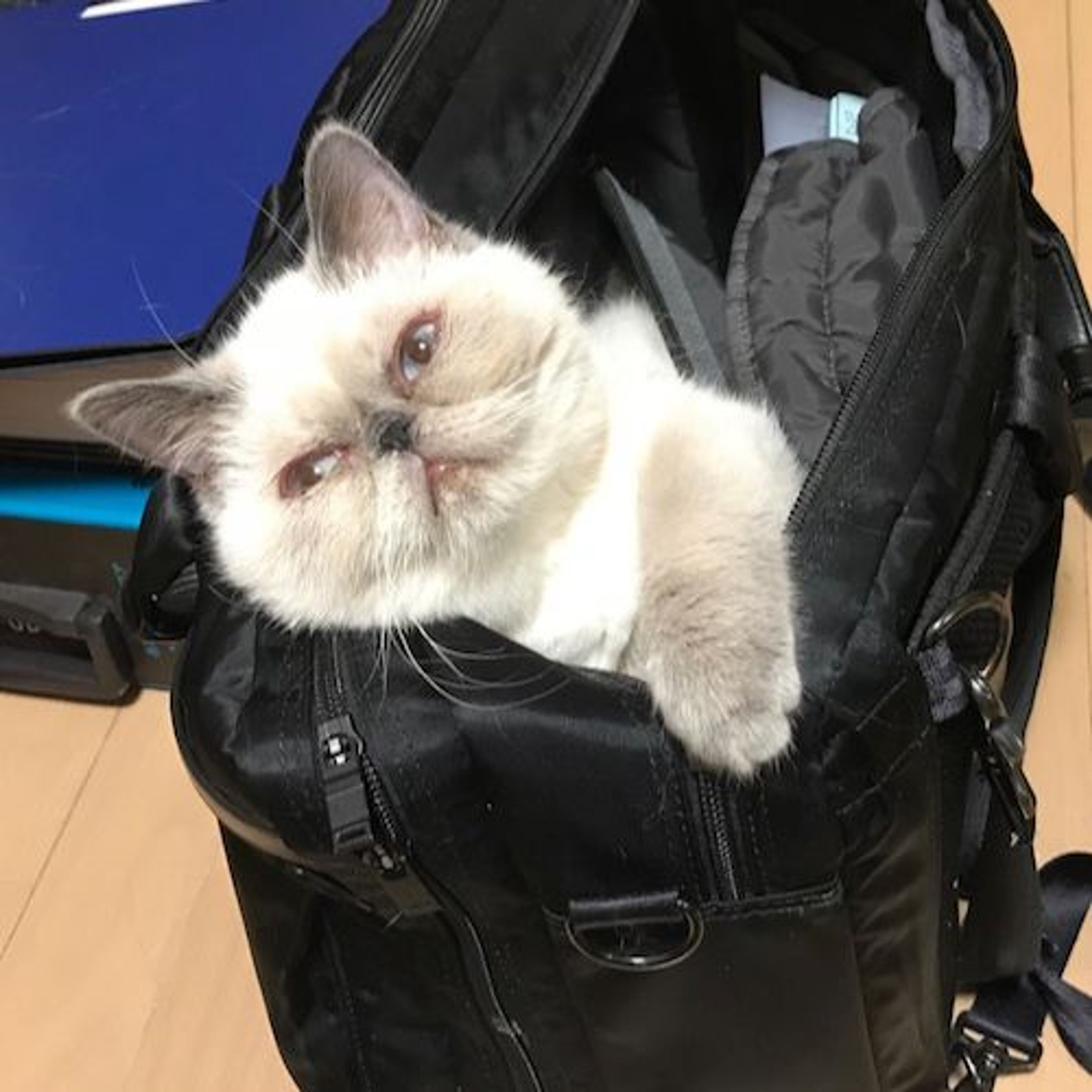 pet-image-9