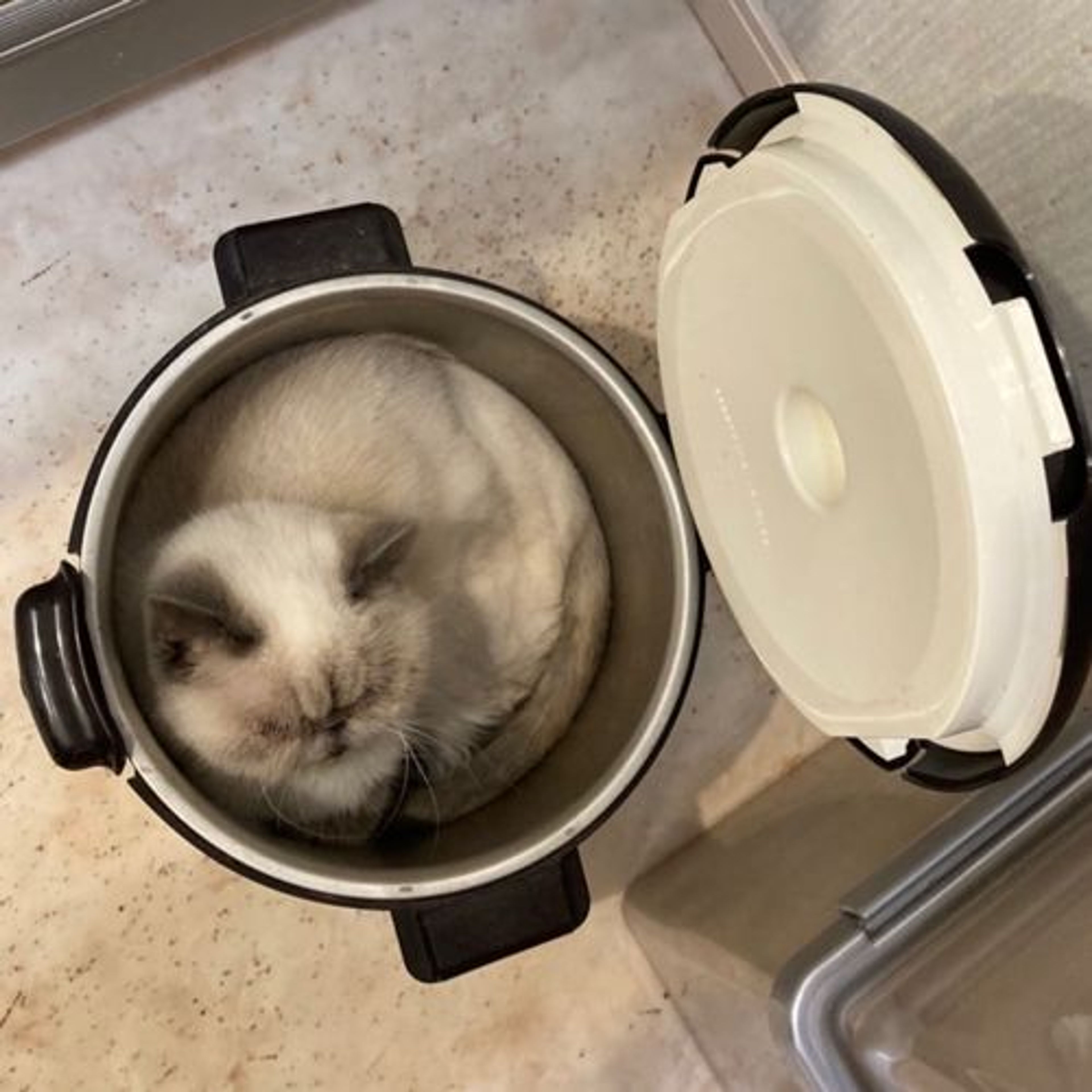 pet-image-10