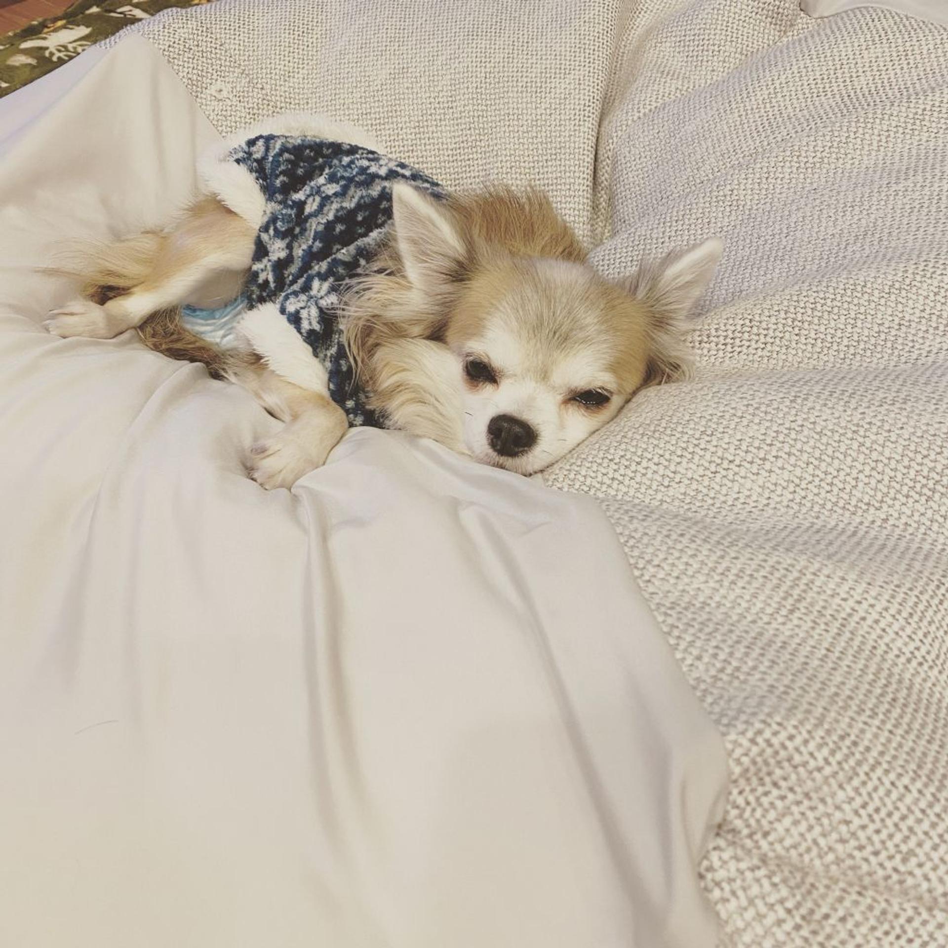 pet-image-2