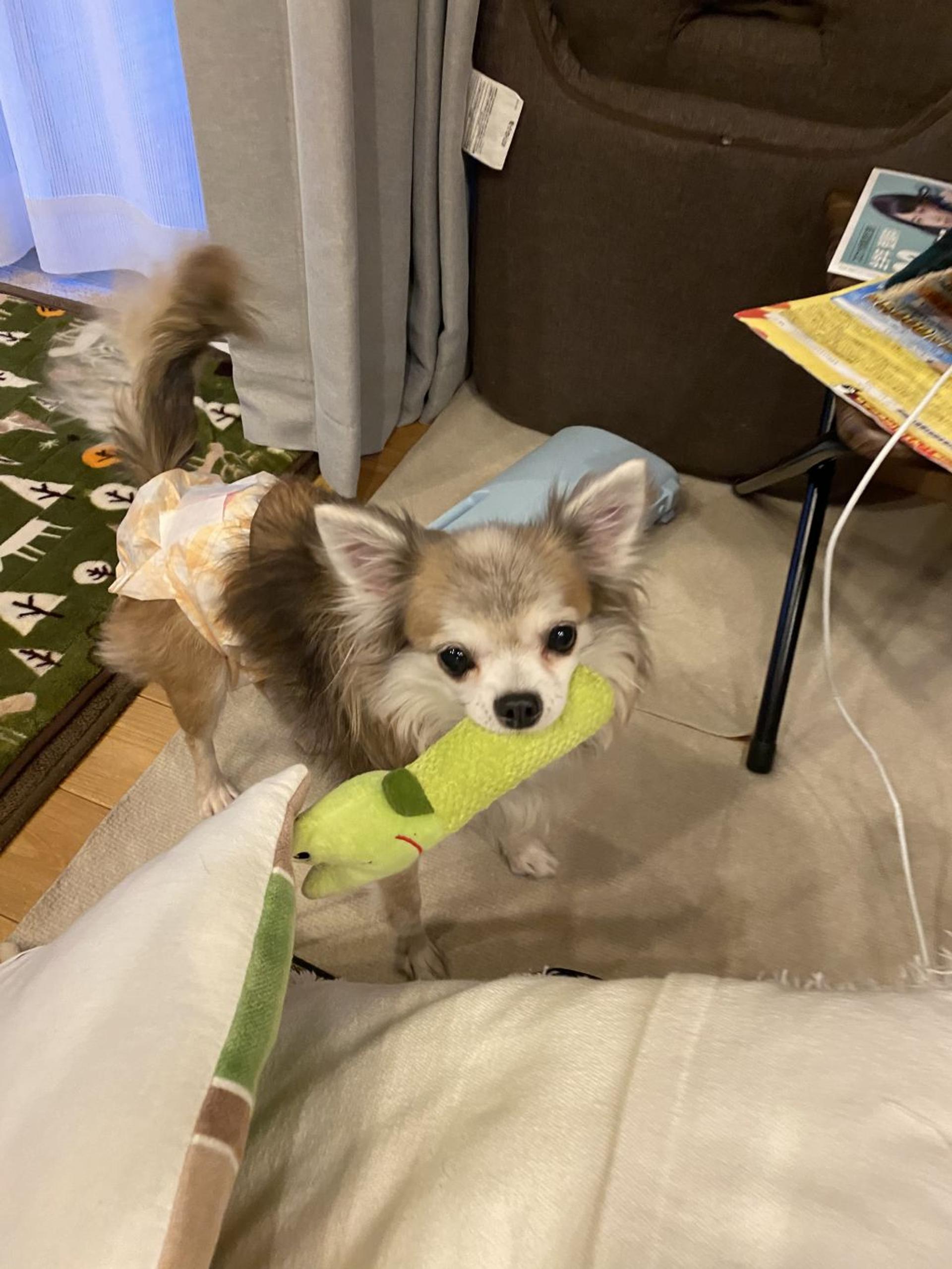 pet-image-3