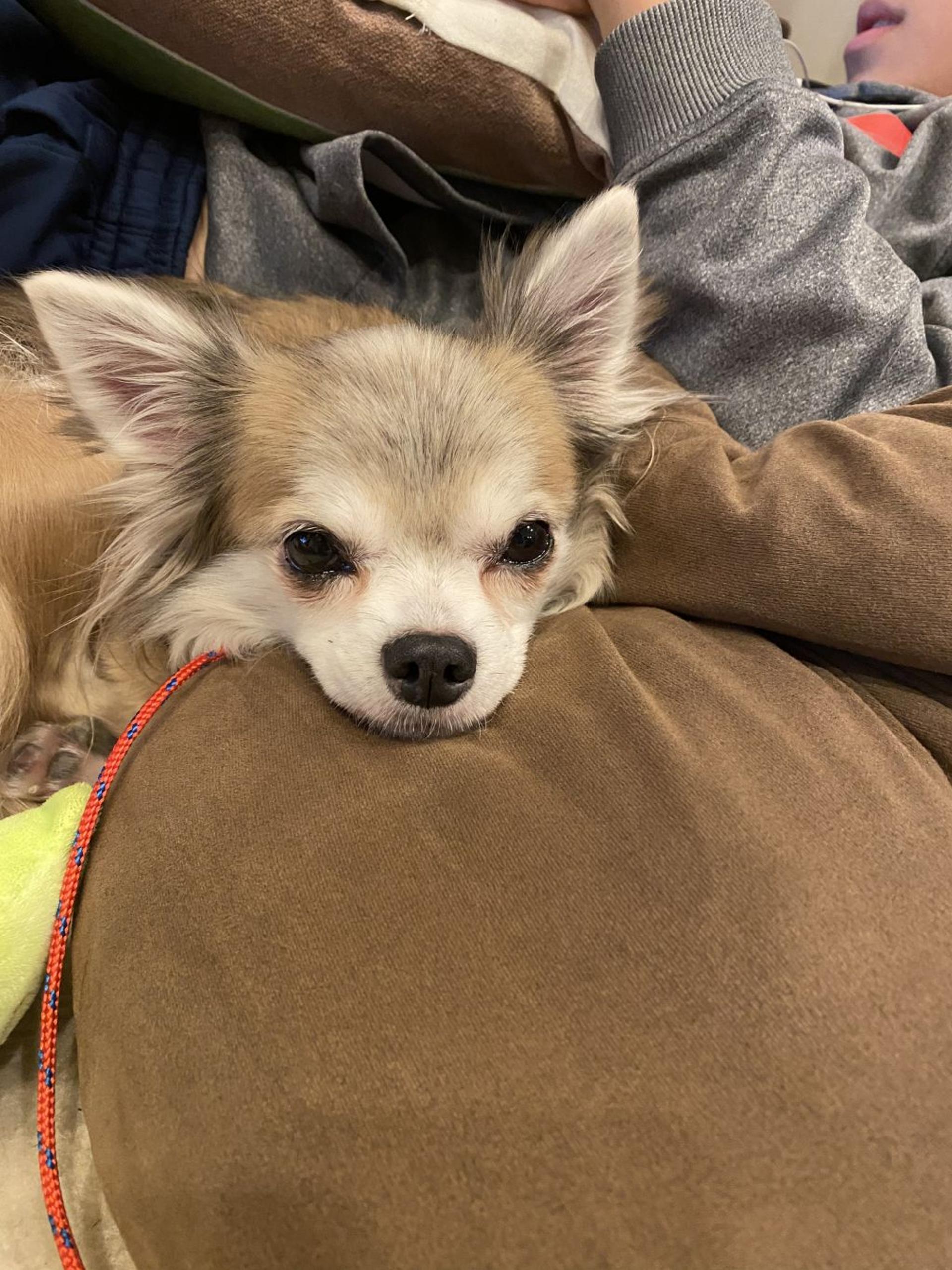 pet-image-4