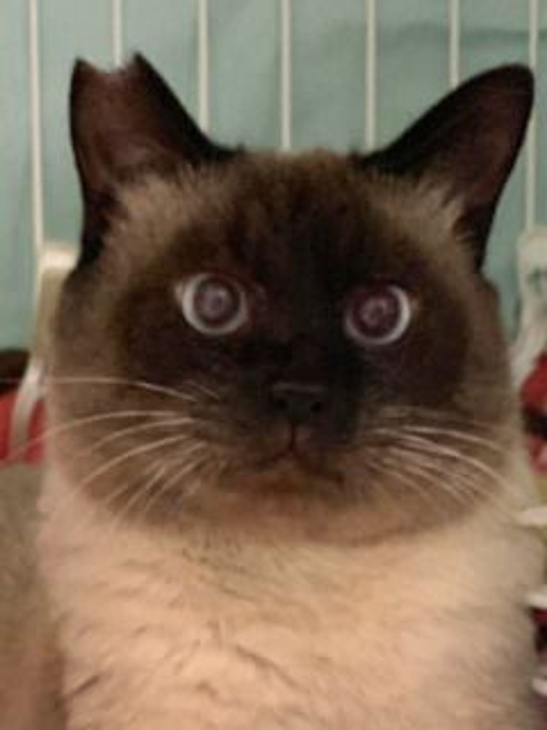 雑種（ミックス猫）・オスの里親募集の写真