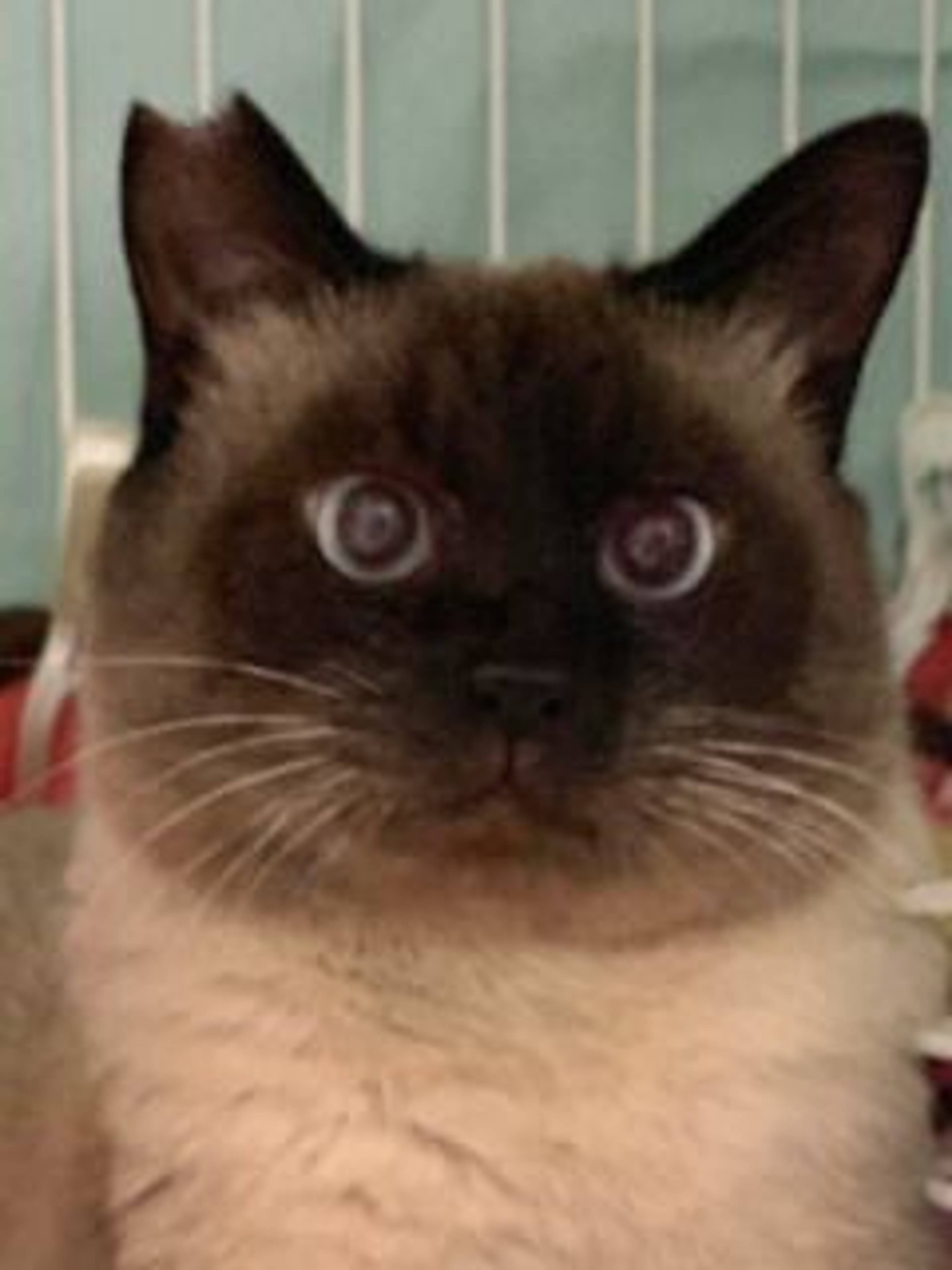 雑種（ミックス猫）・オスの里親募集の写真