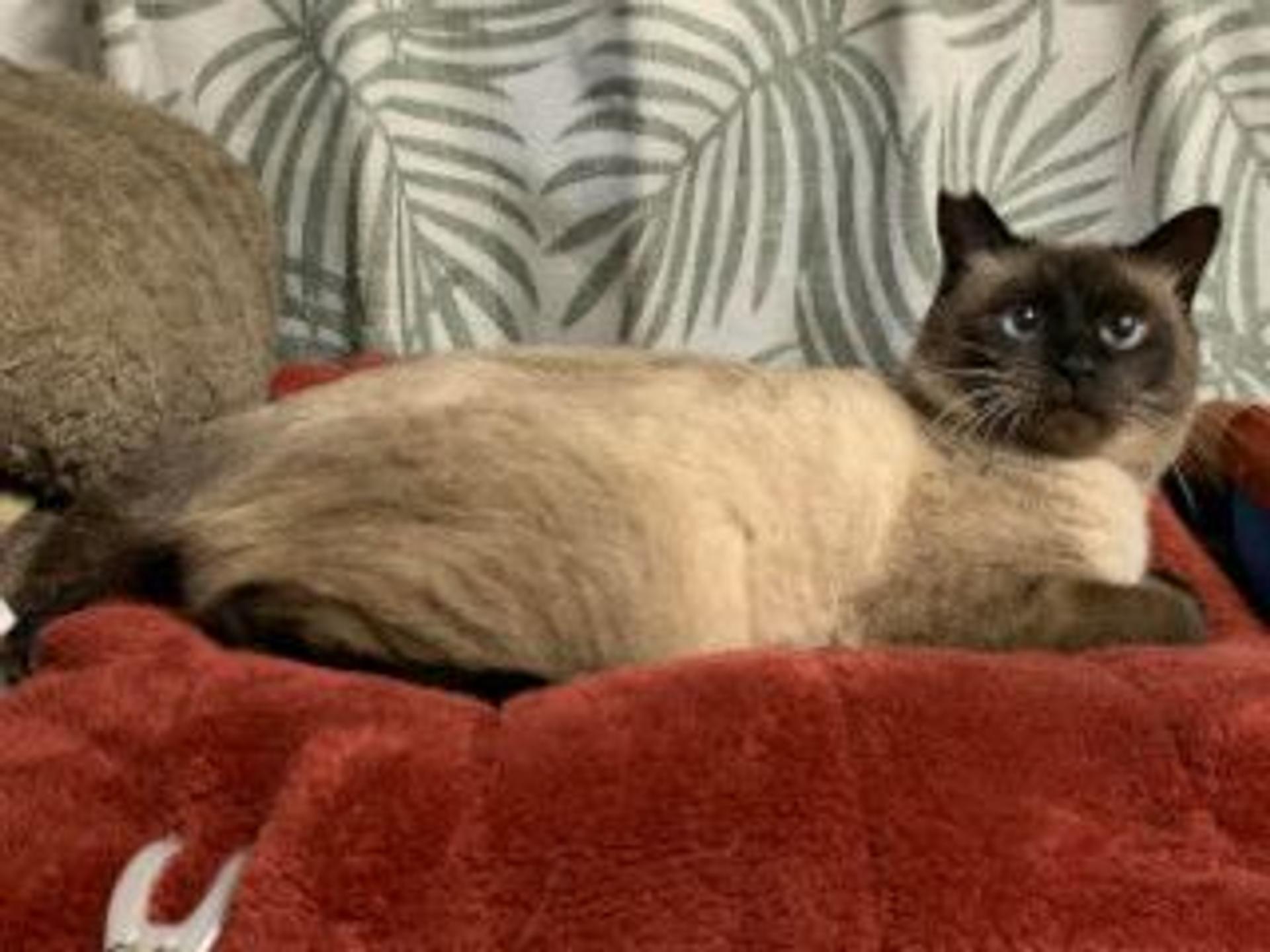 pet-image-5