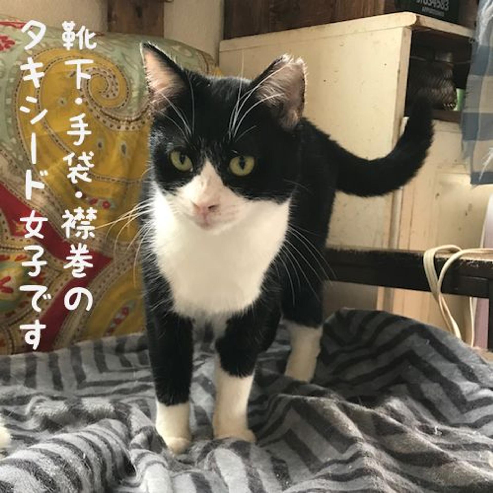 pet-image-3
